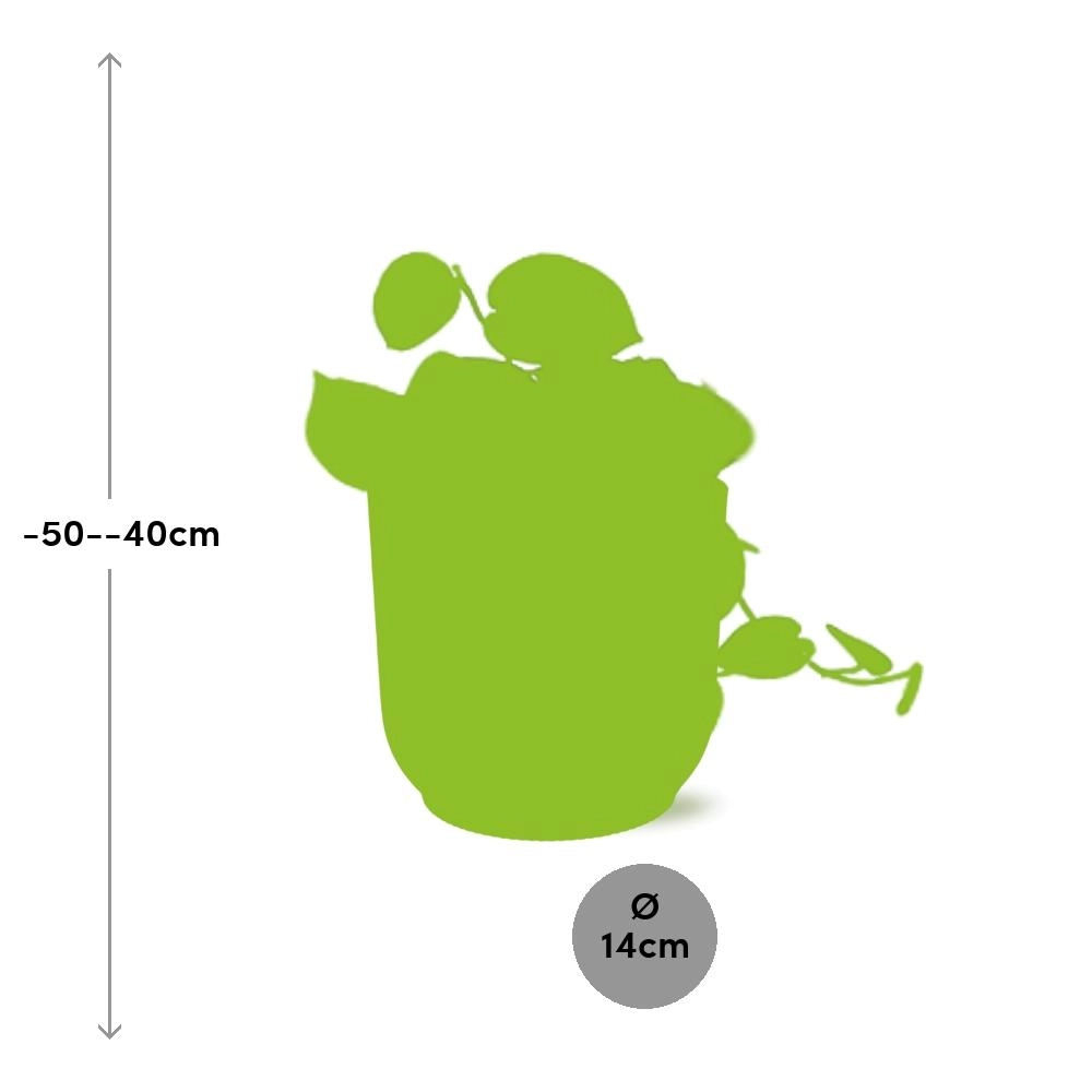 Scindapsus in einem dekorativen Topf