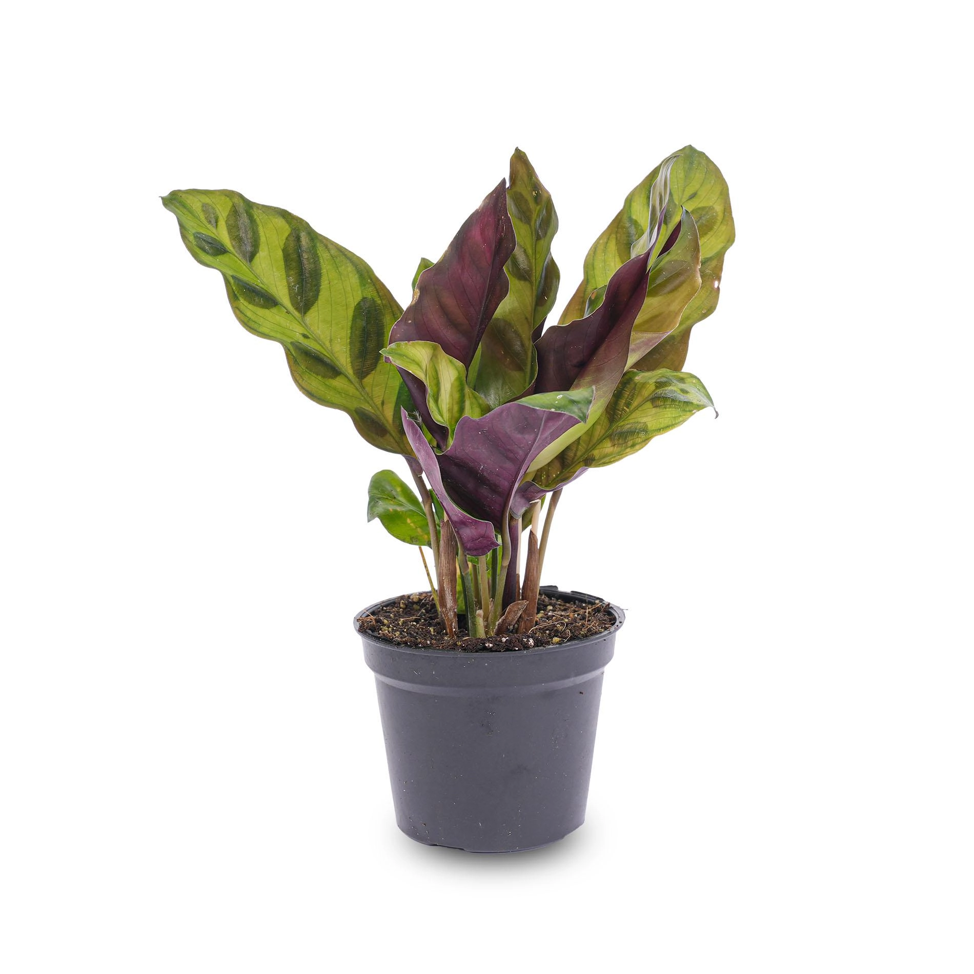 Calathea Lancifolia – Pauwenplant