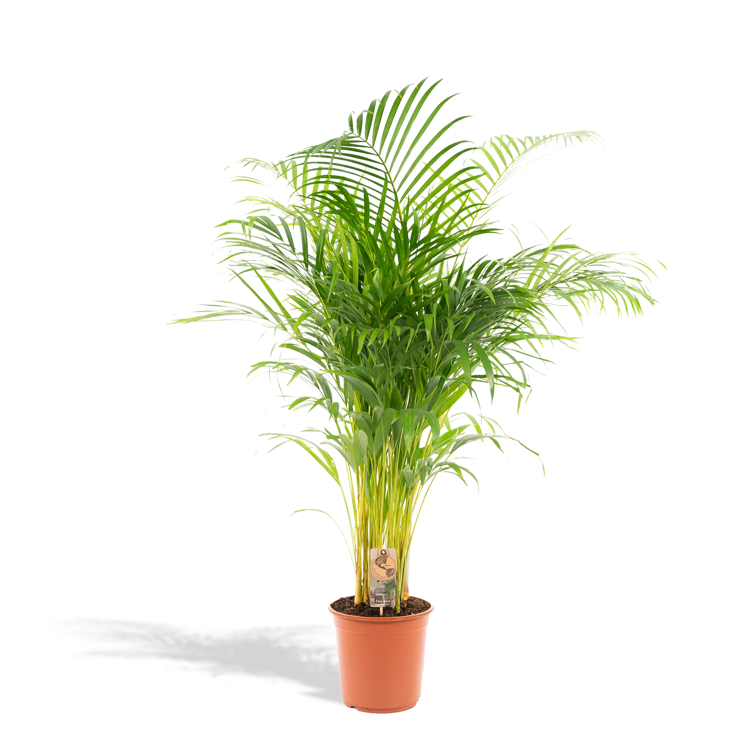 Areca-Palme frontal