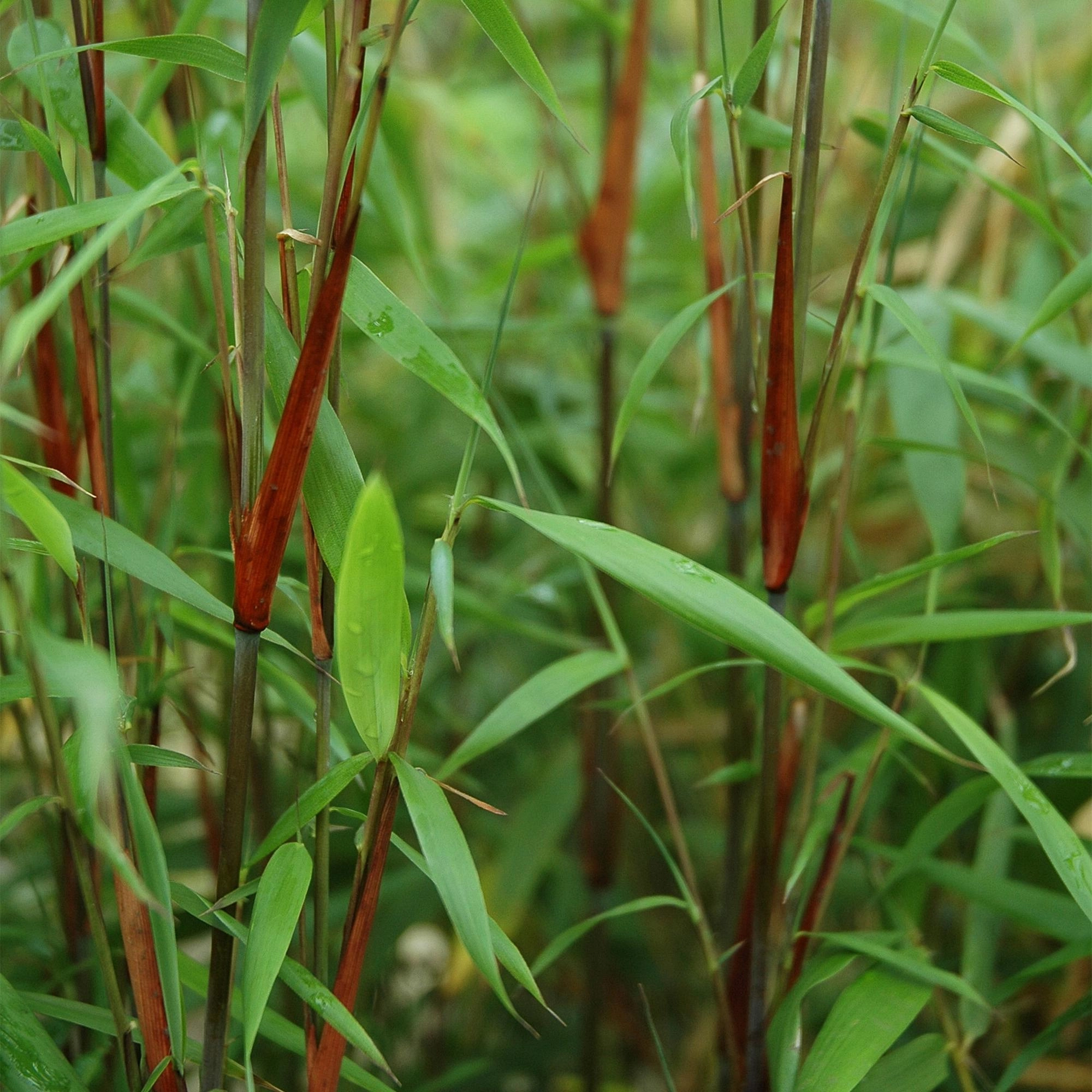 Fargesia Asian Wonder, Bambus für den Garten