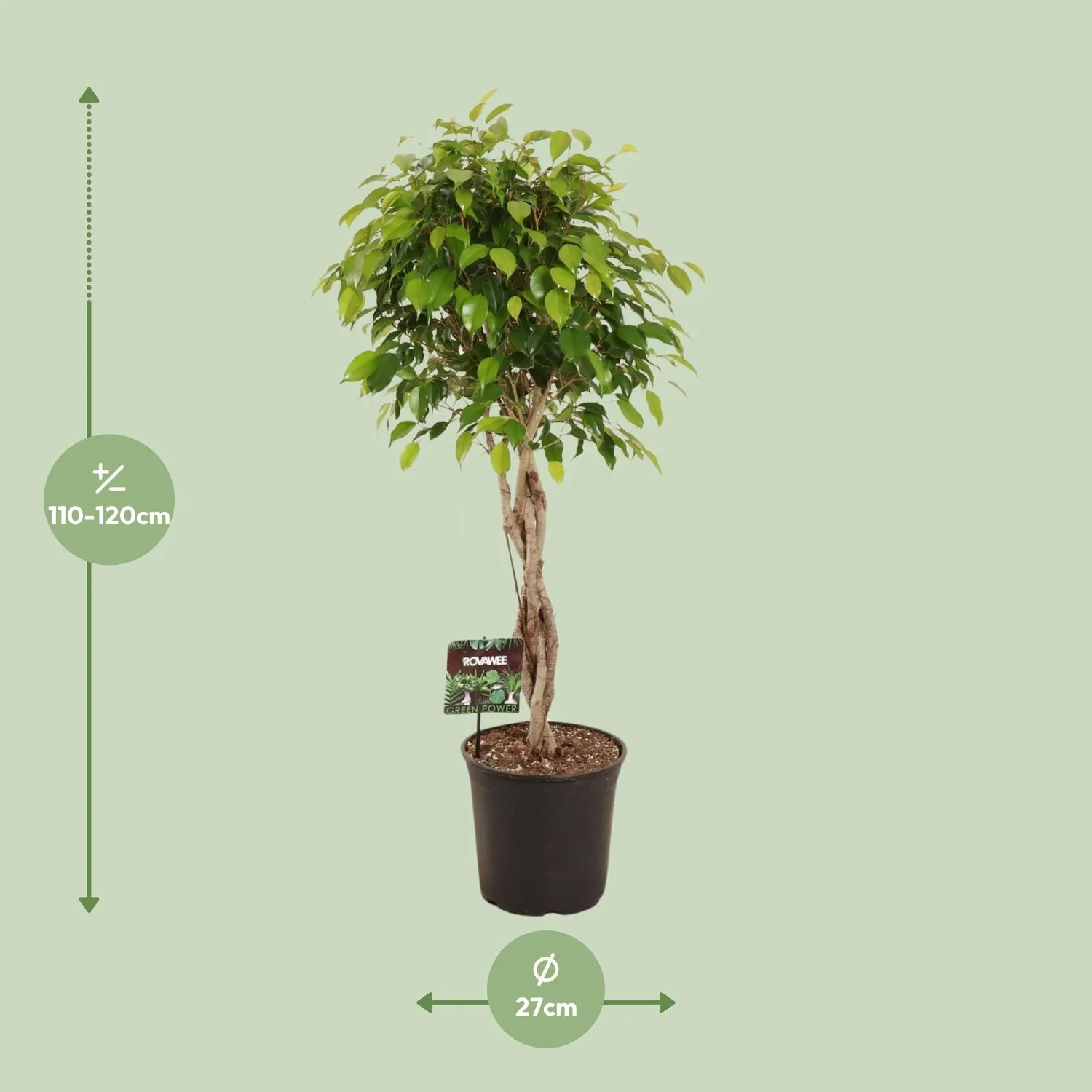 Ficus Benjamina Exotica in einem stilvollen Raum