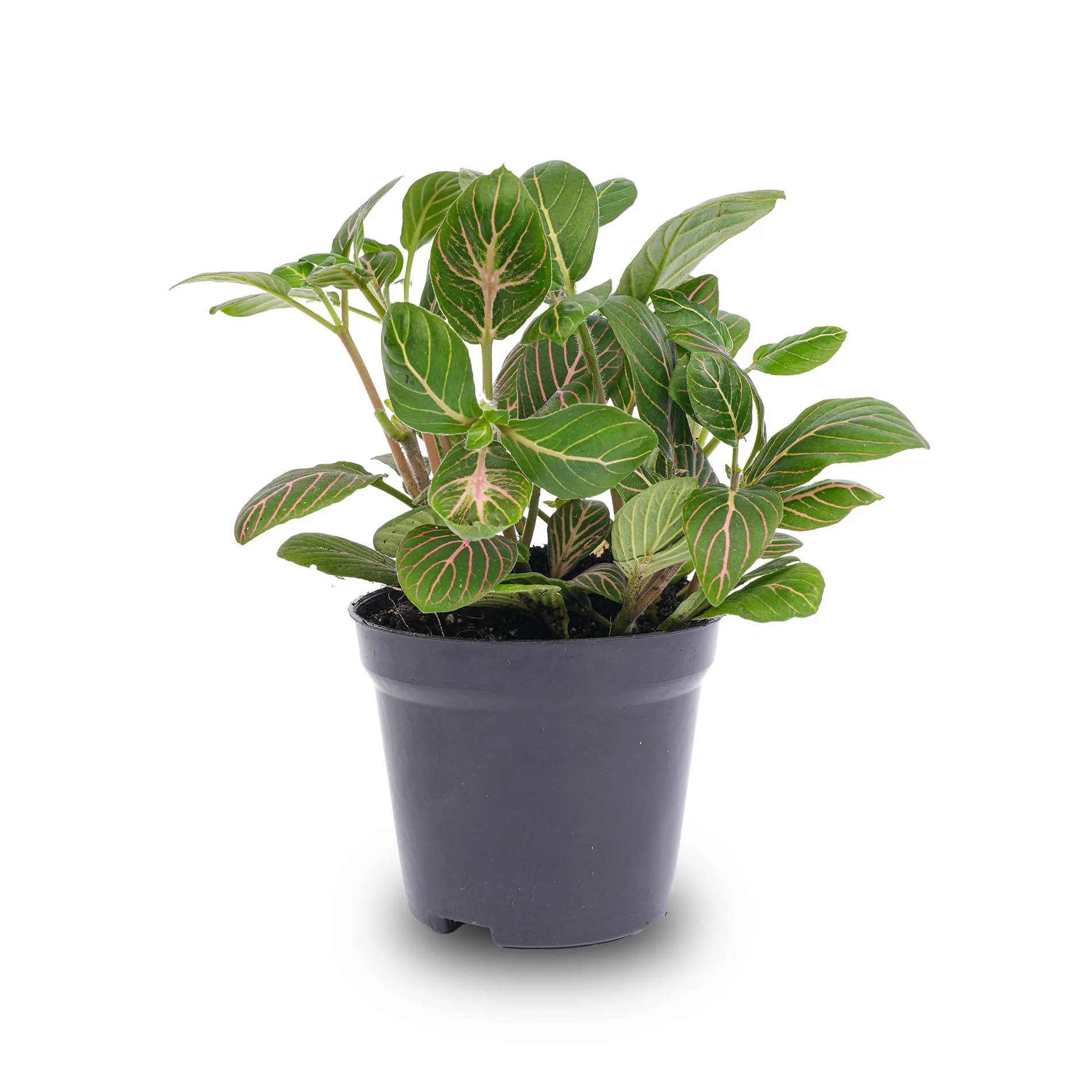 Mosaikpflanze Fittonia im Terrarium