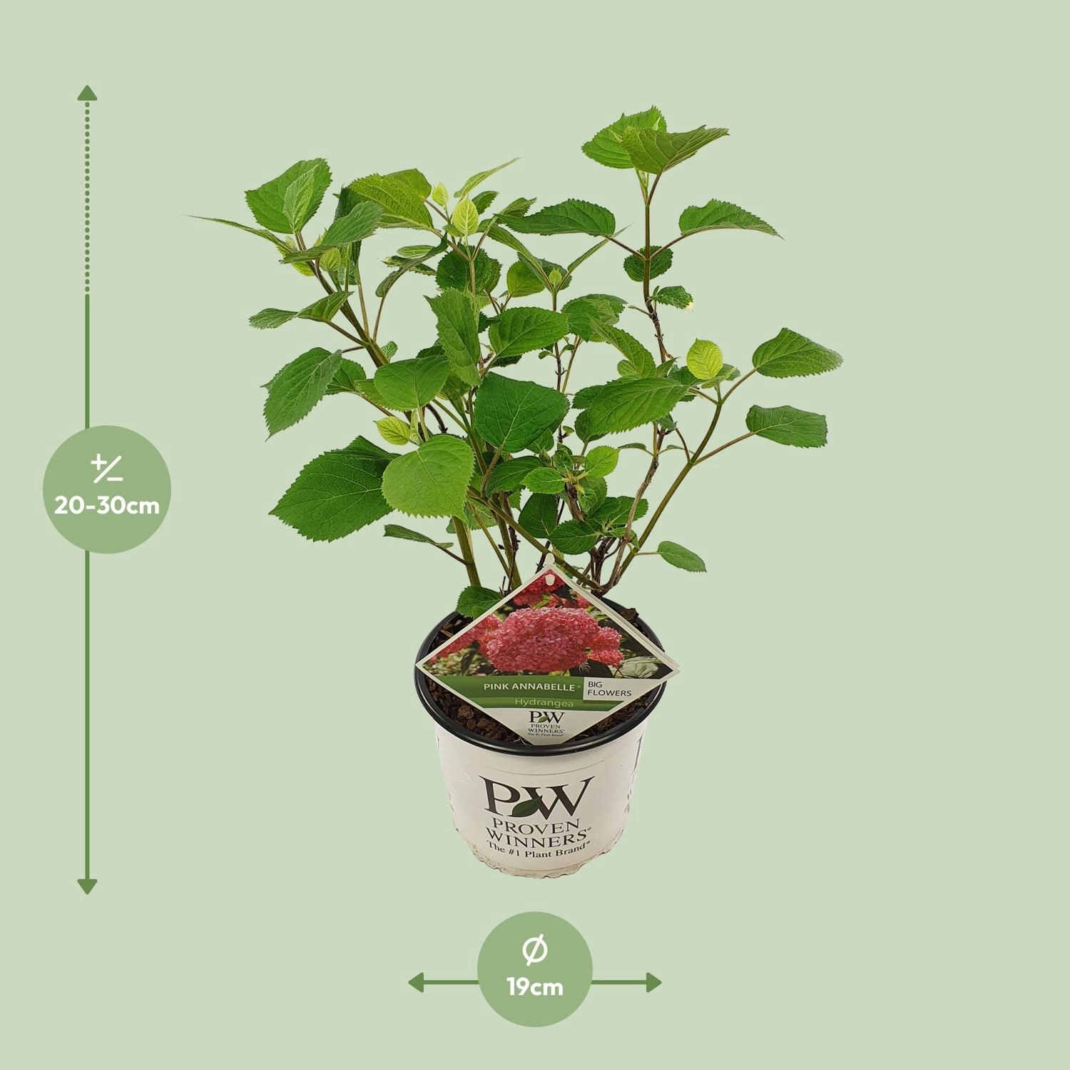 Endlose Hortensie im 19 cm Topf, frontalansicht mit rosa-lila Blüten