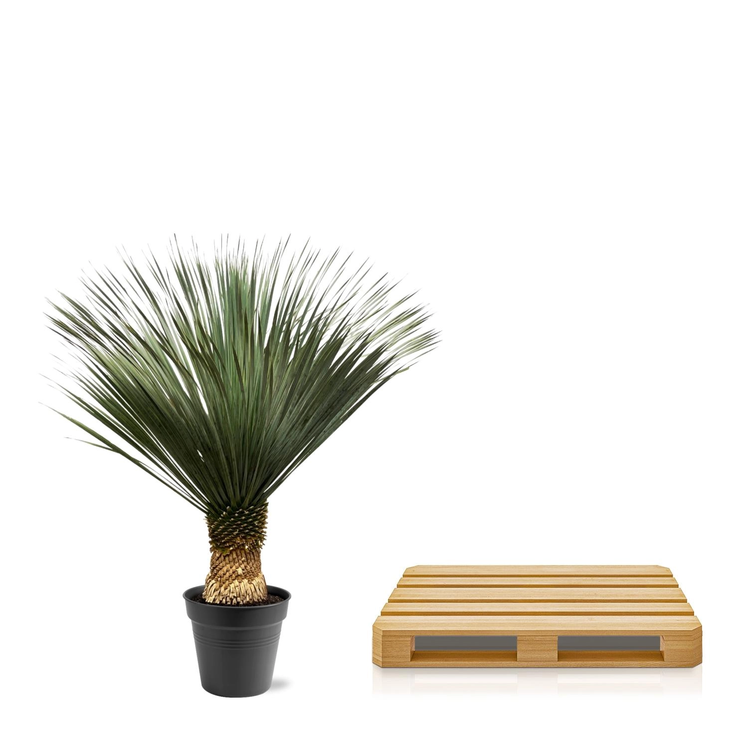 Yucca Rostrata Pflanze