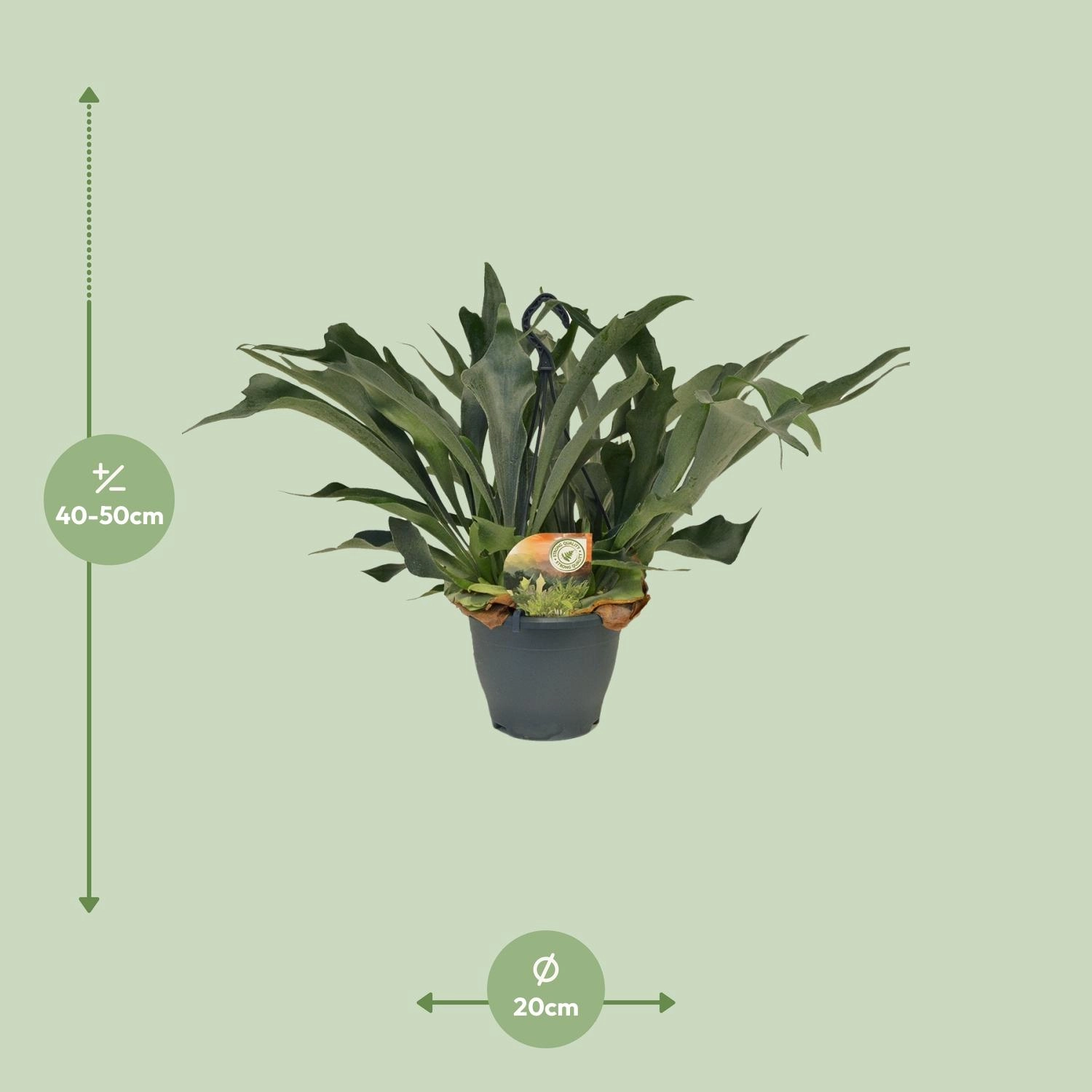 Detailaufnahme Wedel des Hirschgeweihfarns