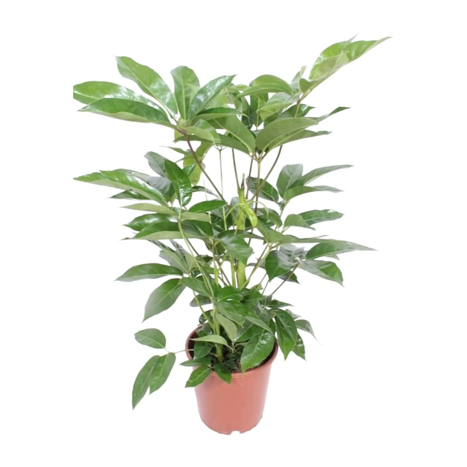 Schefflera Actinophylla 'Amate' im Raum