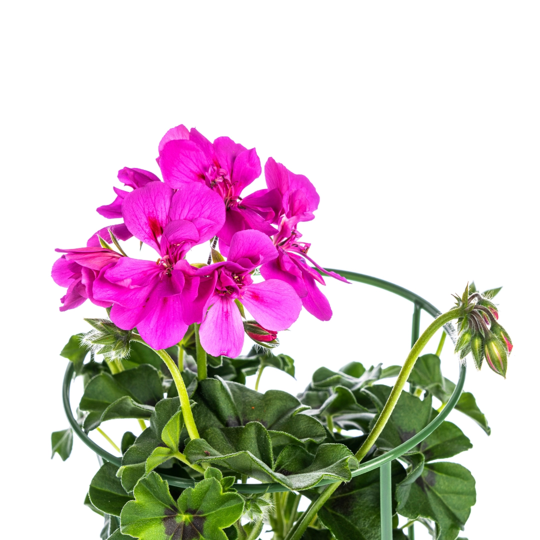 Nahaufnahme: violette Blüte und glänzendes grünes Blatt der Pelargonium peltatum