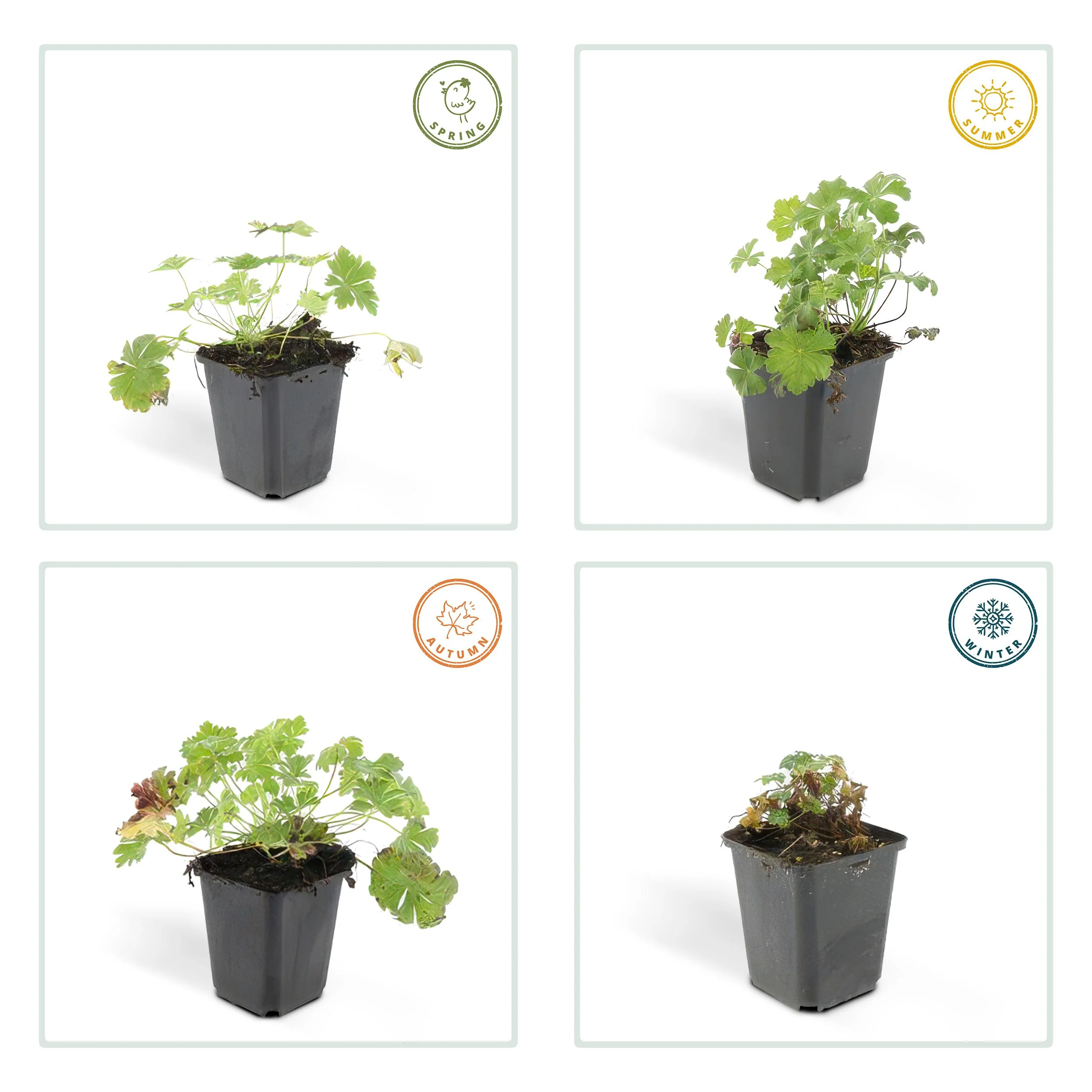 Geranium cantabrigiense 'Biokovo' - Pflanze mit Blüten