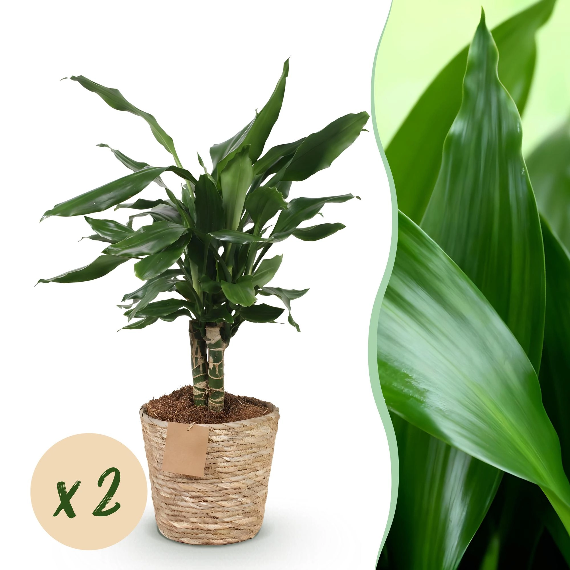 Dracaena fragrans Steudneri Pflanze