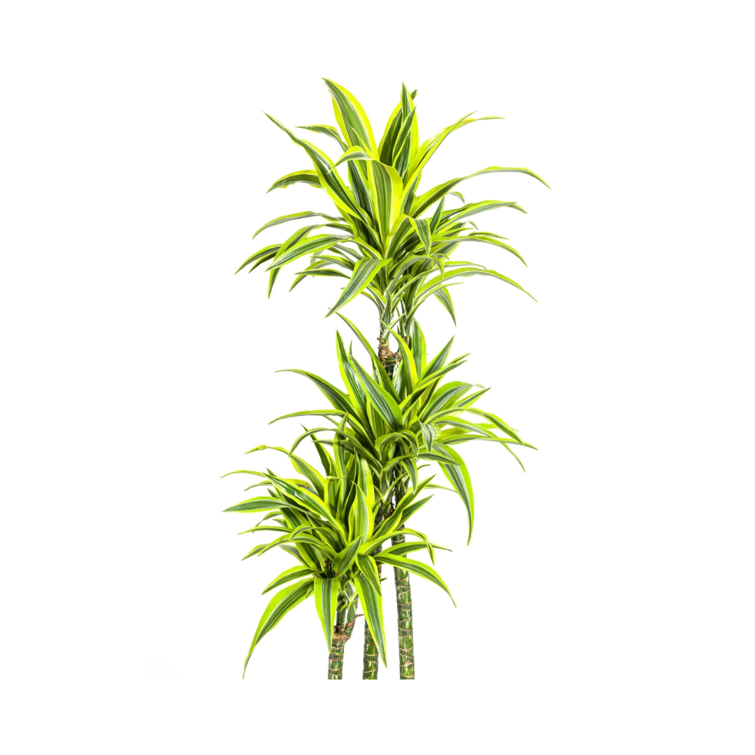 Naheaufnahme einer Dracaena Deremensis Pflanze