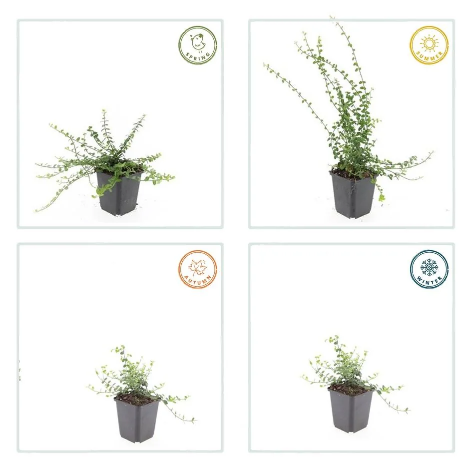 Euonymus fortunei 'Minimus' - Detailansicht