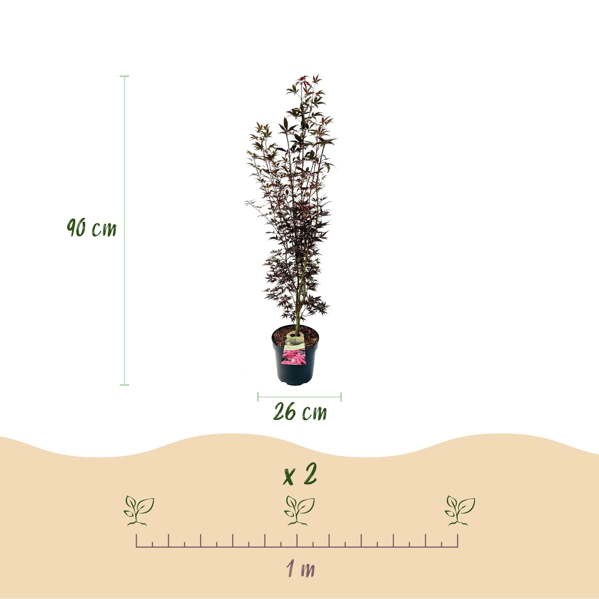 Acer Palmatum Skeeters Broom als Gartenpflanze