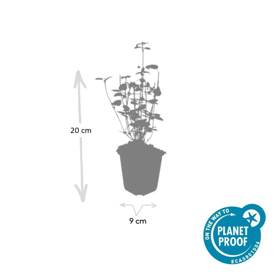 Detailaufnahme Agastache Black Adder