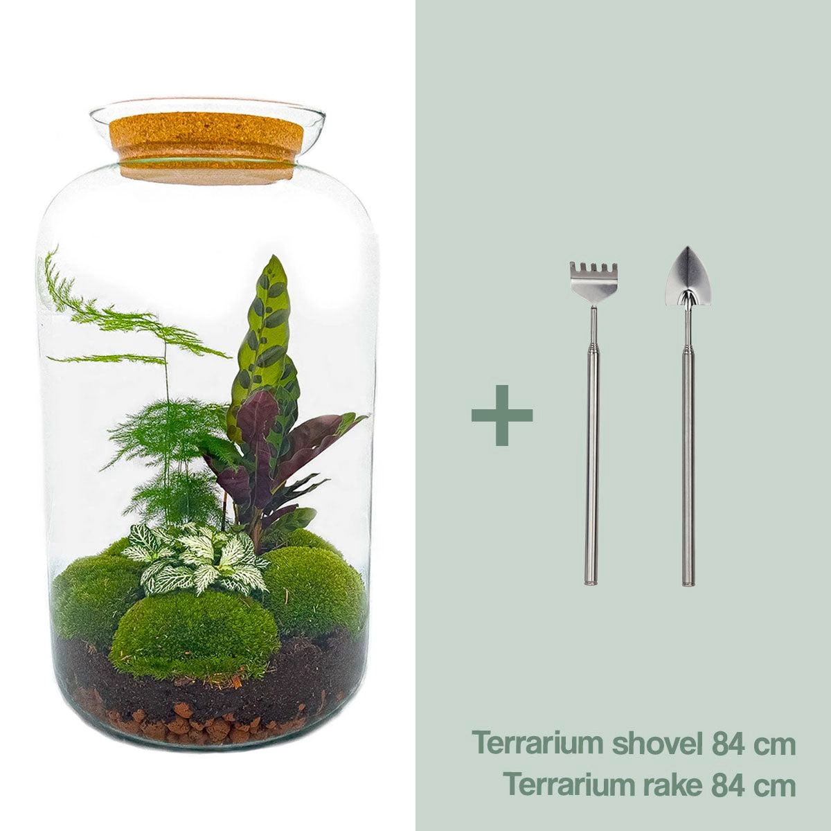 Mini-Ökosystem im Terrarium