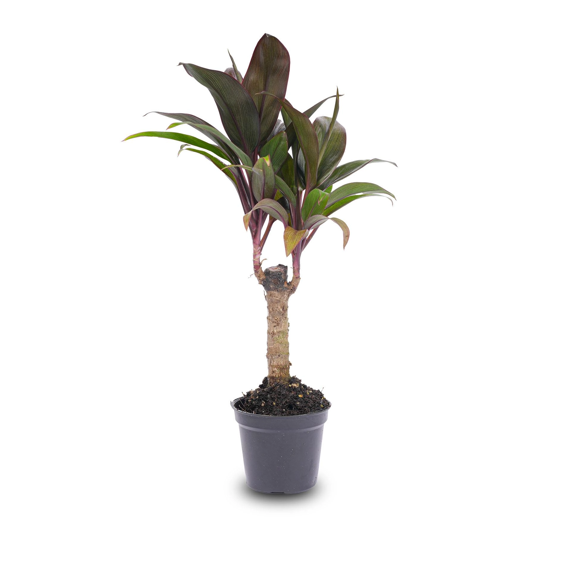 Cordyline fruticosa in einem stilvollen Arrangement