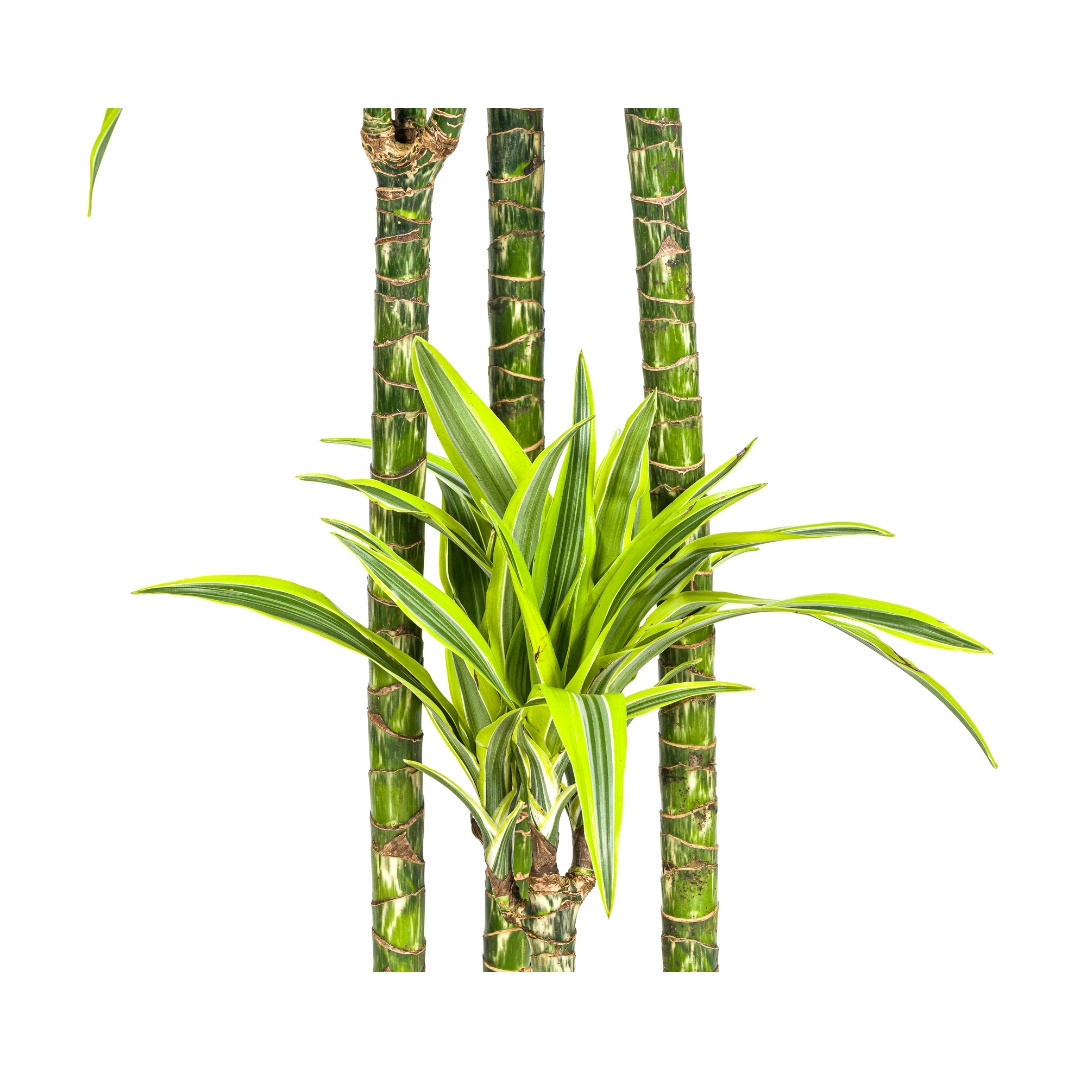 Dracaena Deremensis Lemon Lime Pflanze