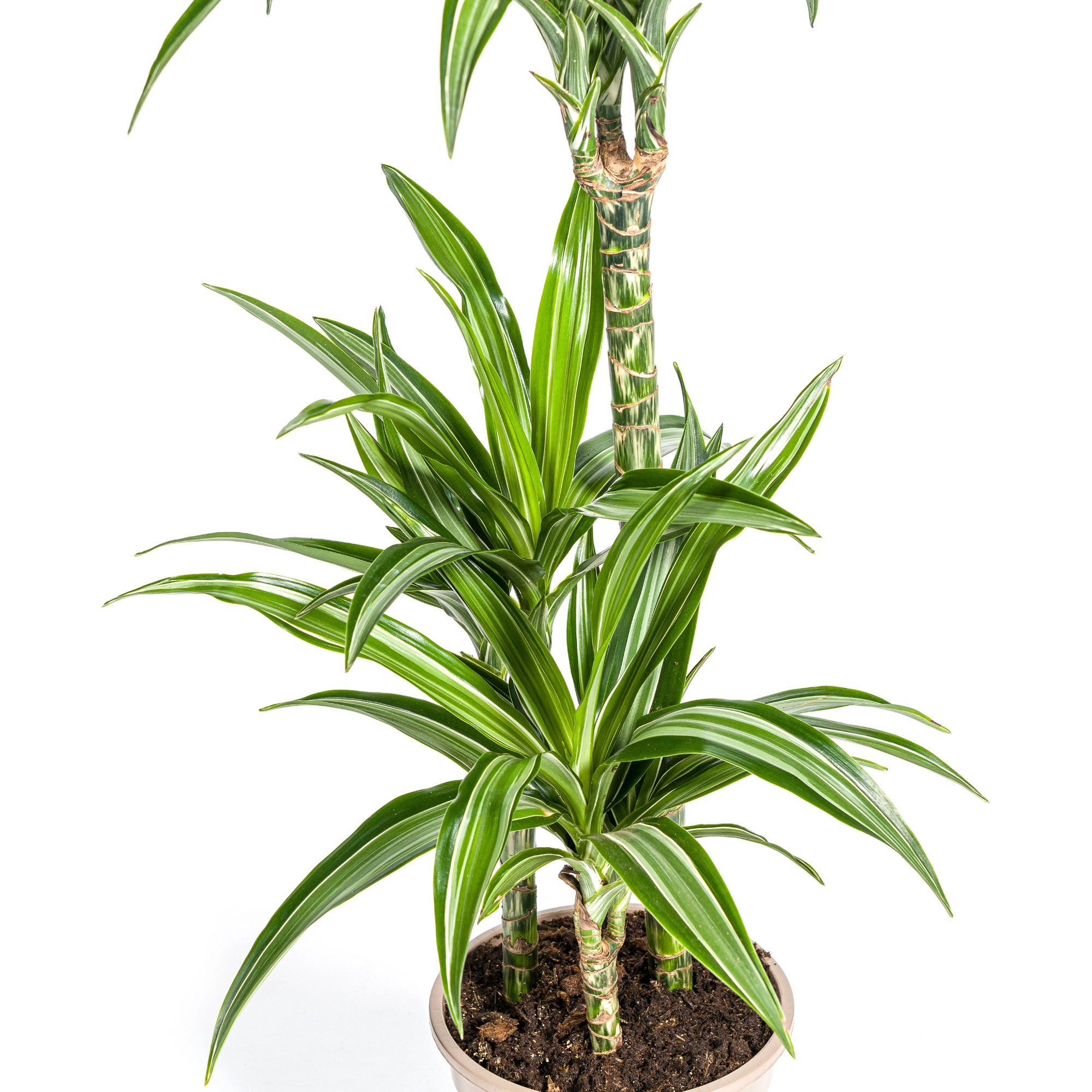 Detailansicht der Dracaena Deremensis White Stripe