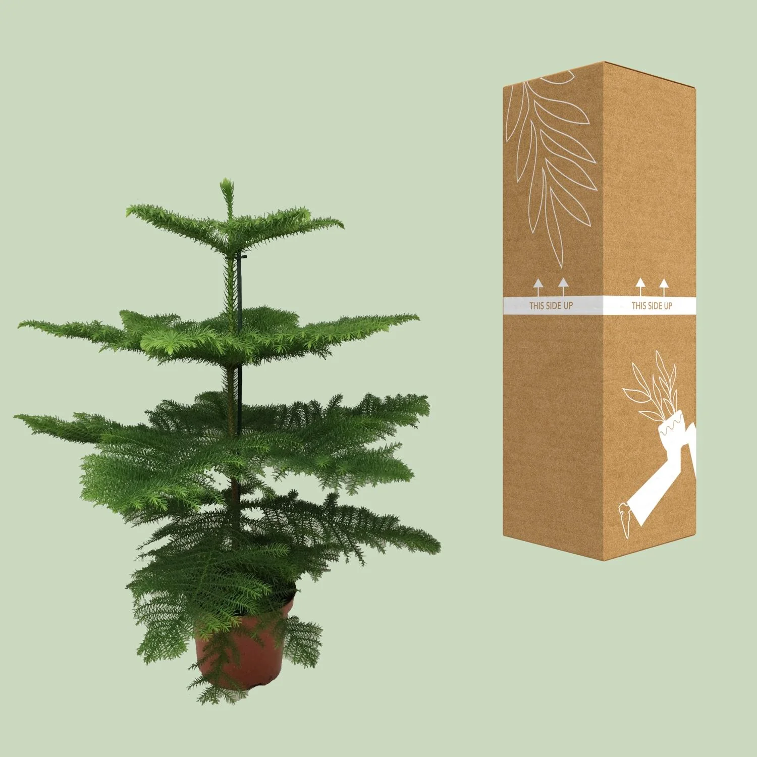 Details der Araukarie Pflanze