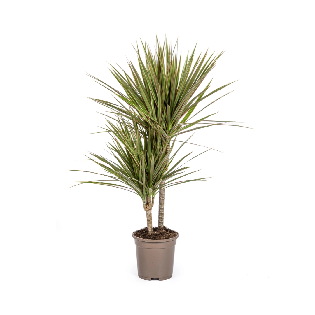Dracaena Marginata Bicolor – Pflanze Frontansicht