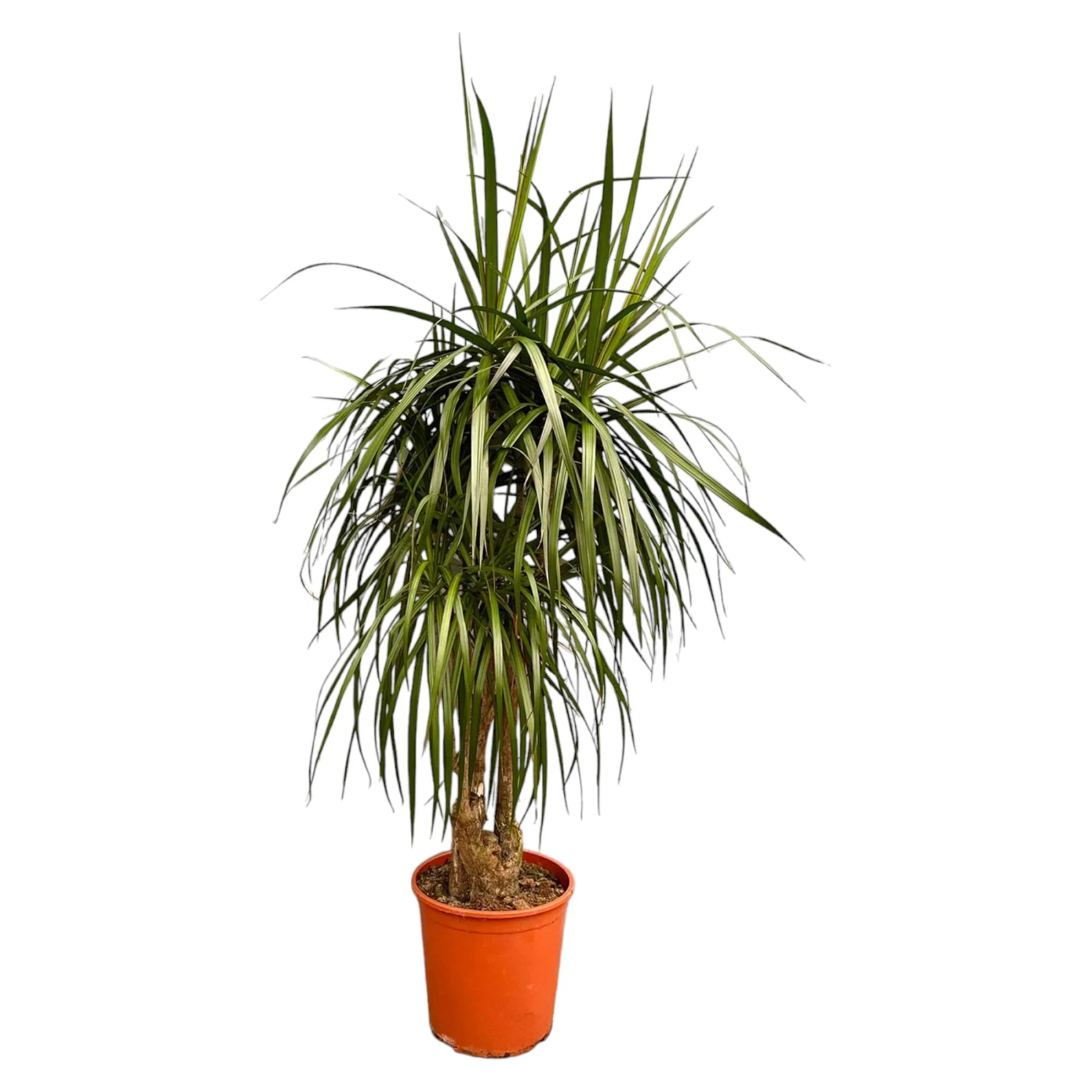 Dracaena Marginata Detailansicht