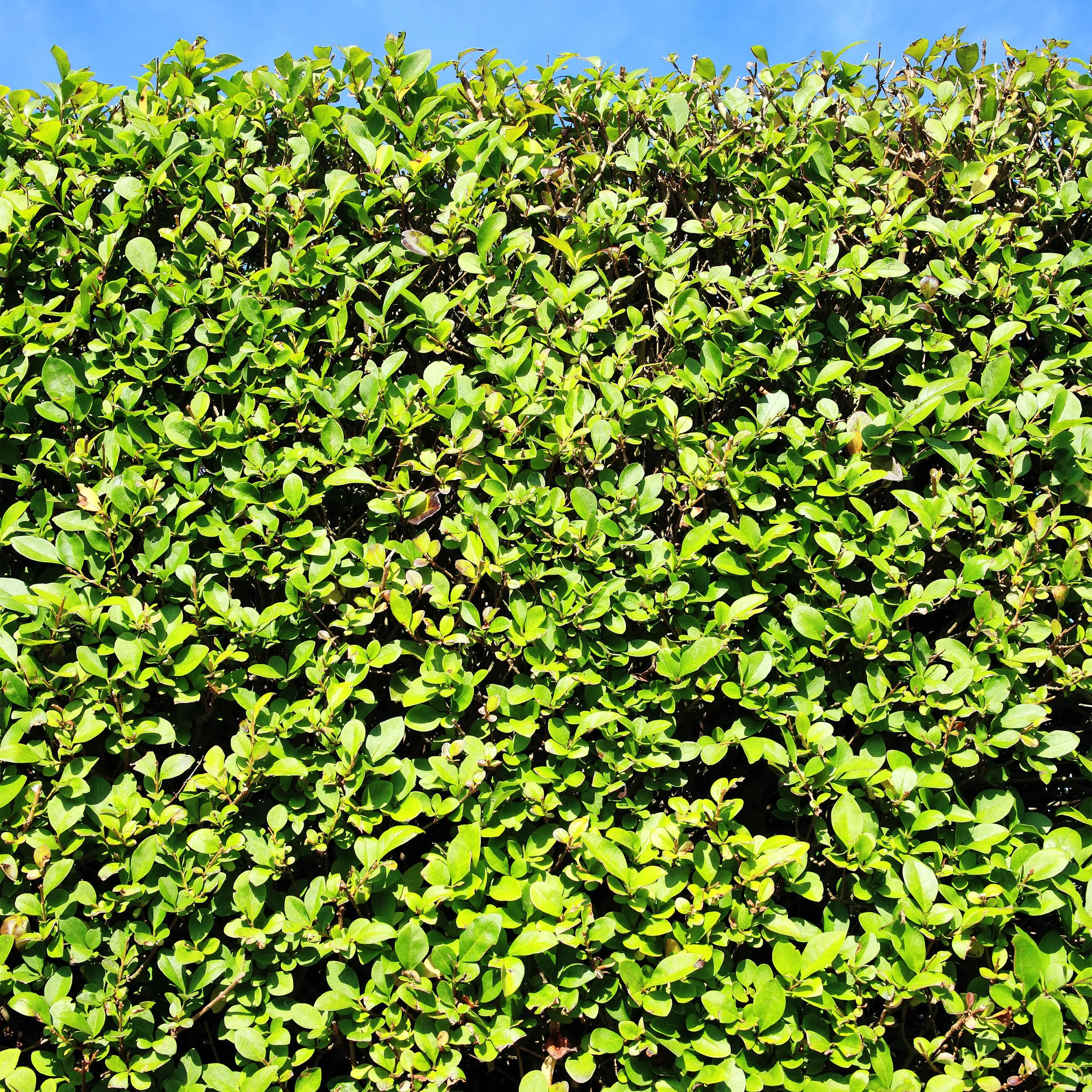 Ligustrum ovalifolium Heckenpflanze