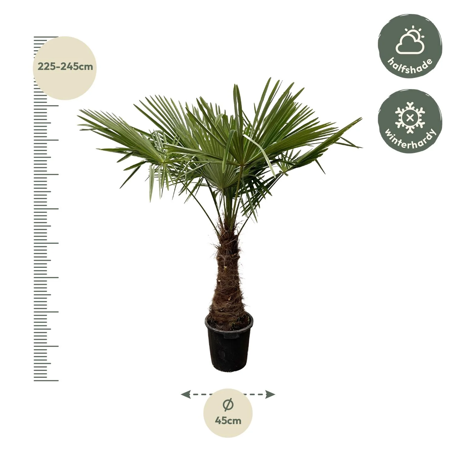 Trachycarpus