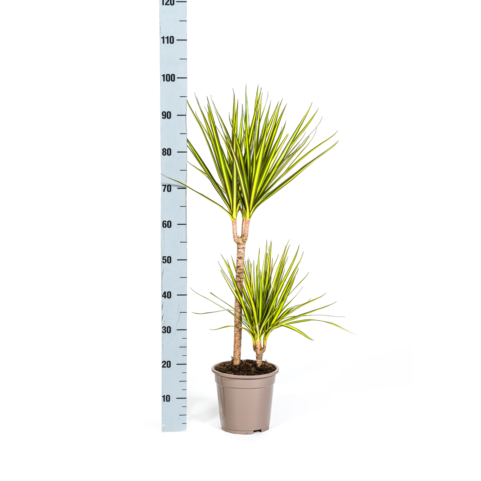 Dracaena Marginata Sunray Pflege