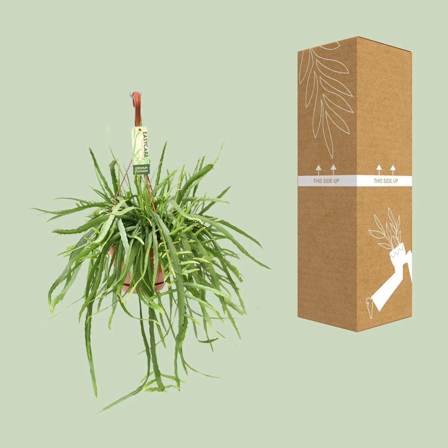 Lepismium Bolivianum – eleganter Kaktus