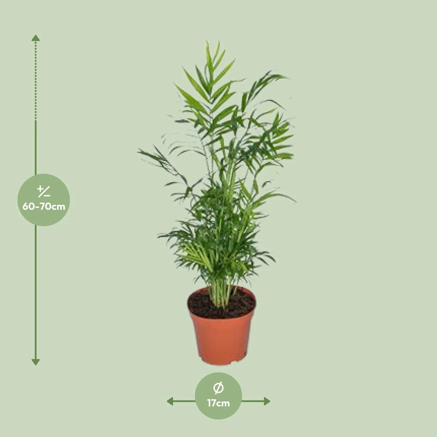 Chamaedorea Elegans - Detailansicht