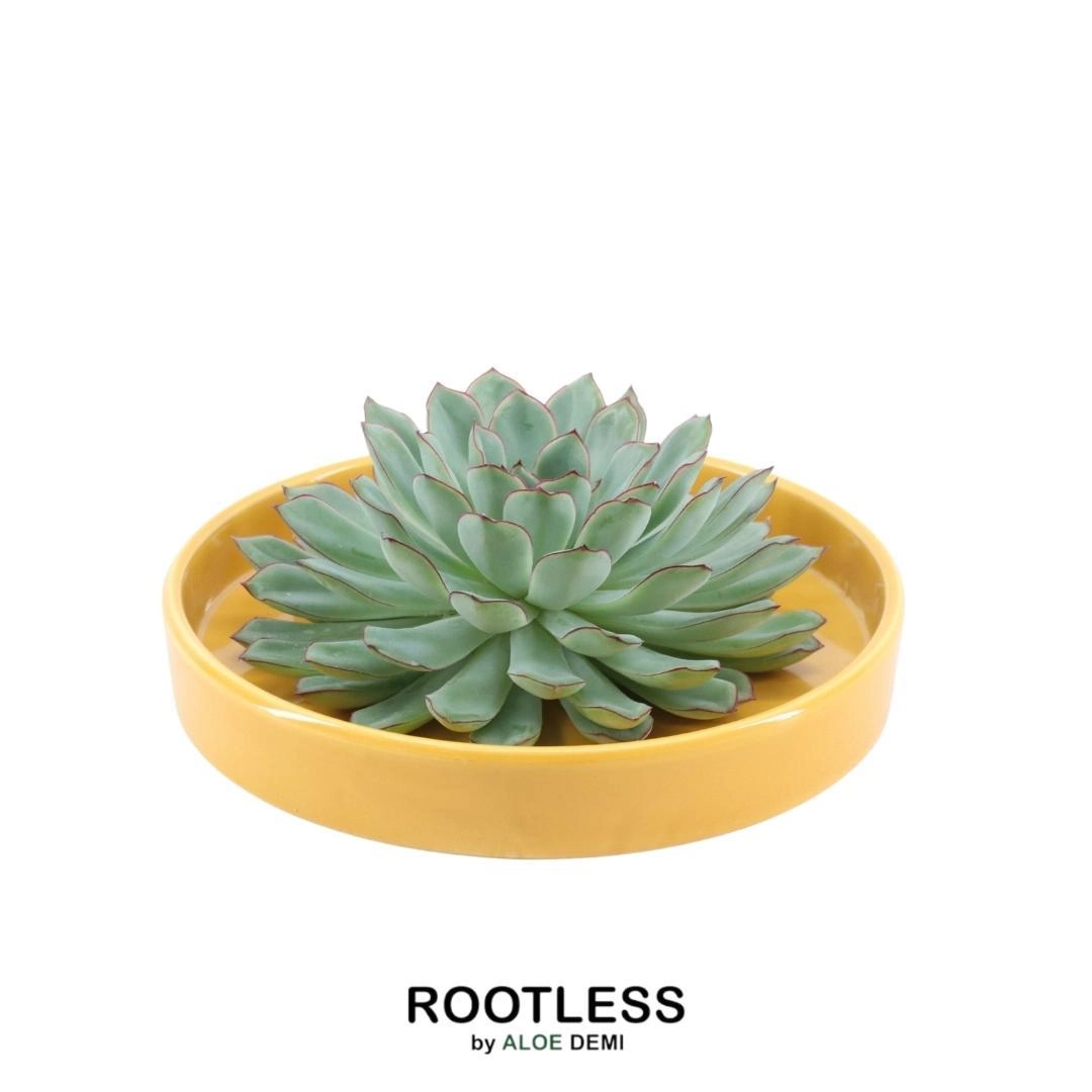 Rootless Echeveria Pulidonis in gelber Keramikschaale