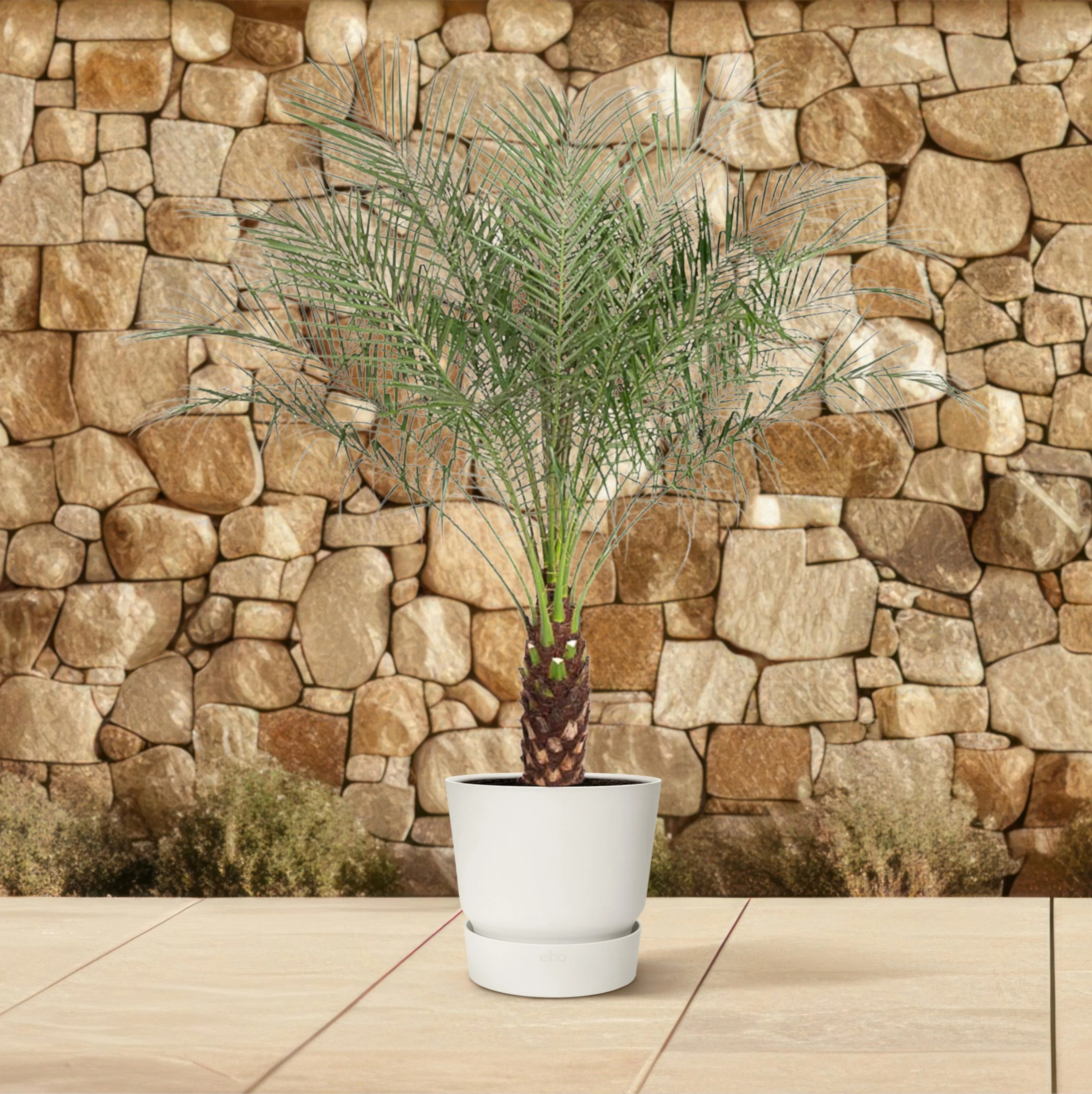 Kanarische Dattelpalme im Zuhause