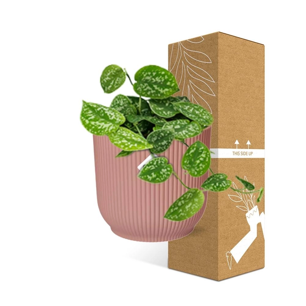 Scindapsus in einer gemütlichen Wohnumgebung