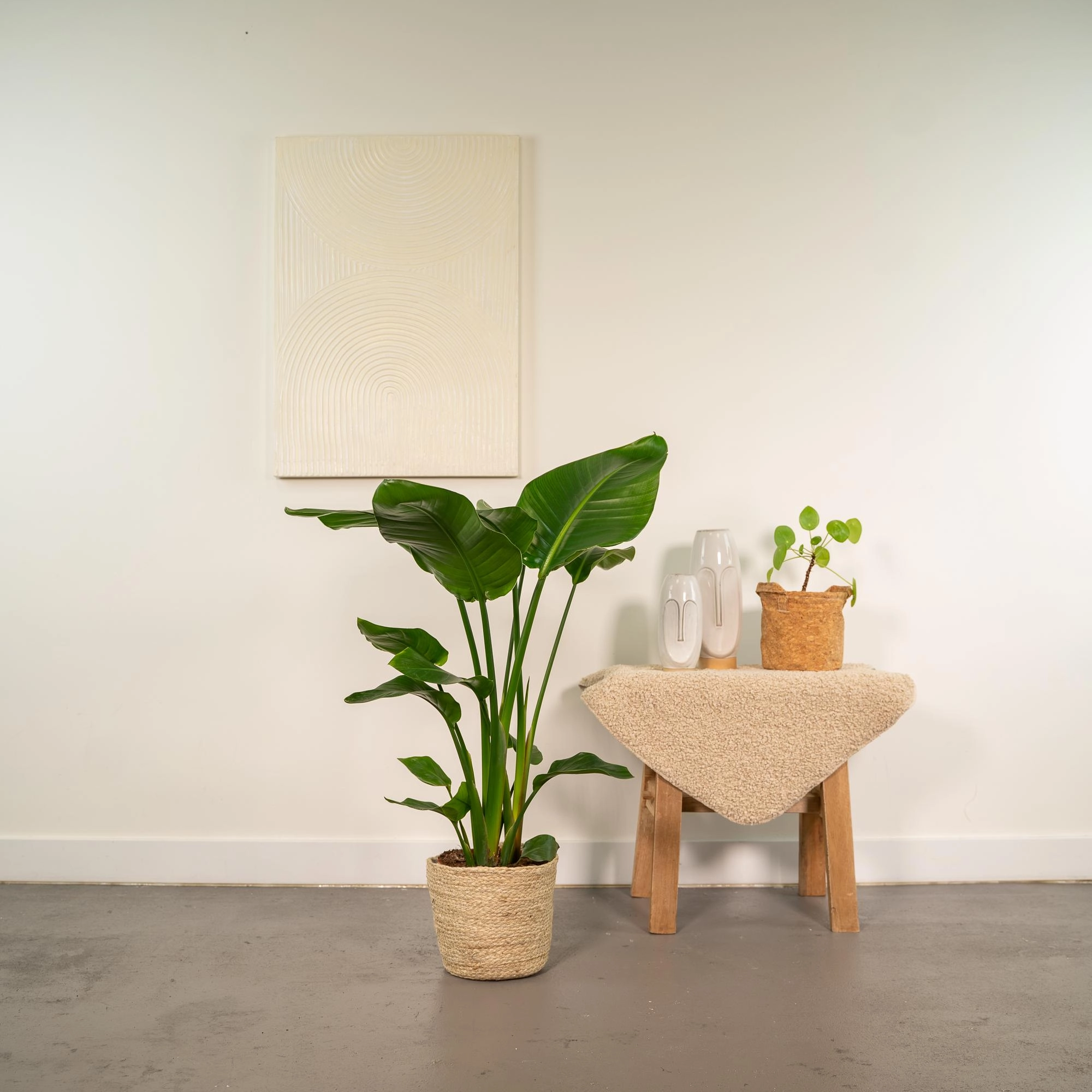 Baumstrelitzie im Wohnraum