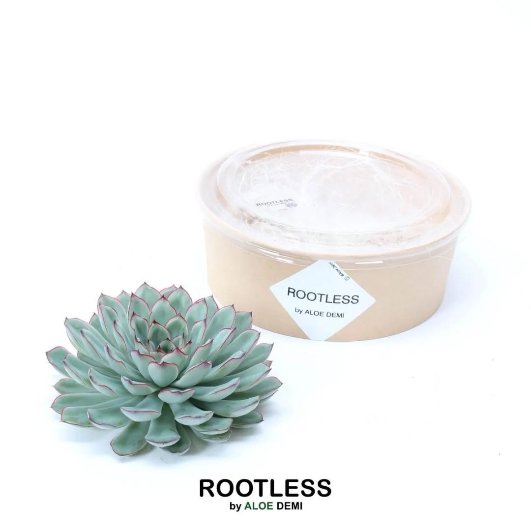 ROOTLESS Echeveria Pulidonis