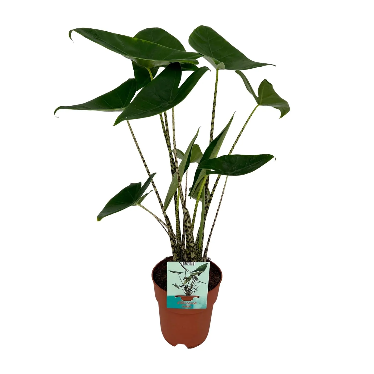 Alocasia Zebrina Wohnzimmer