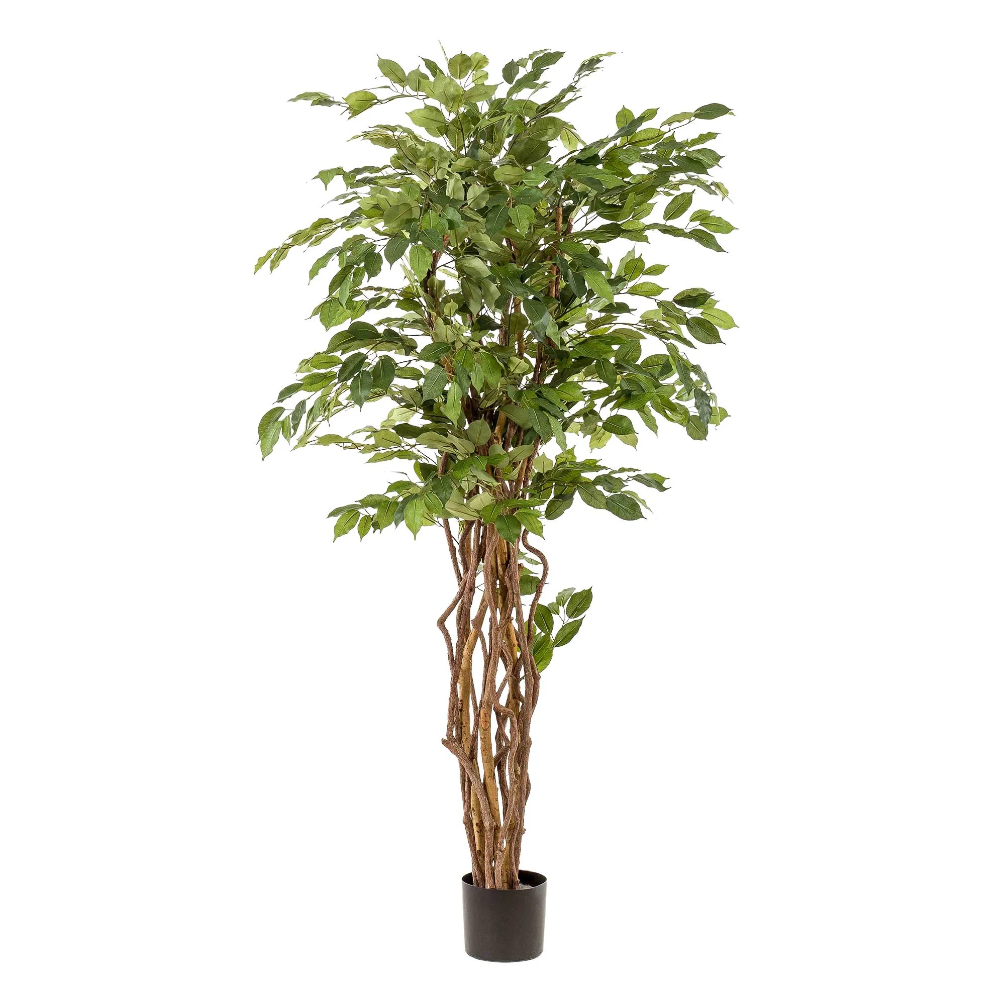 Ficus Liana