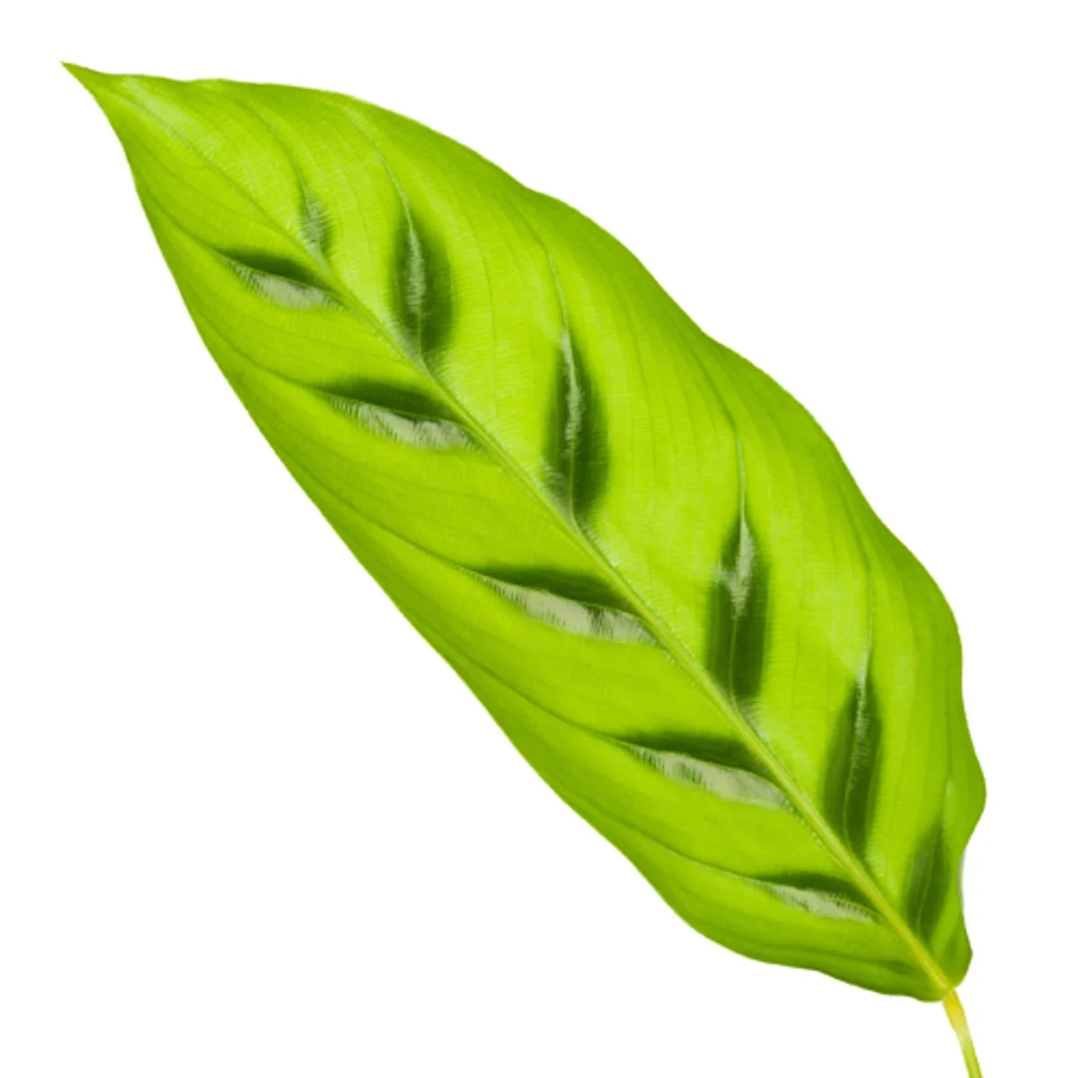 Calathea Leopardina in ansprechender Umgebung