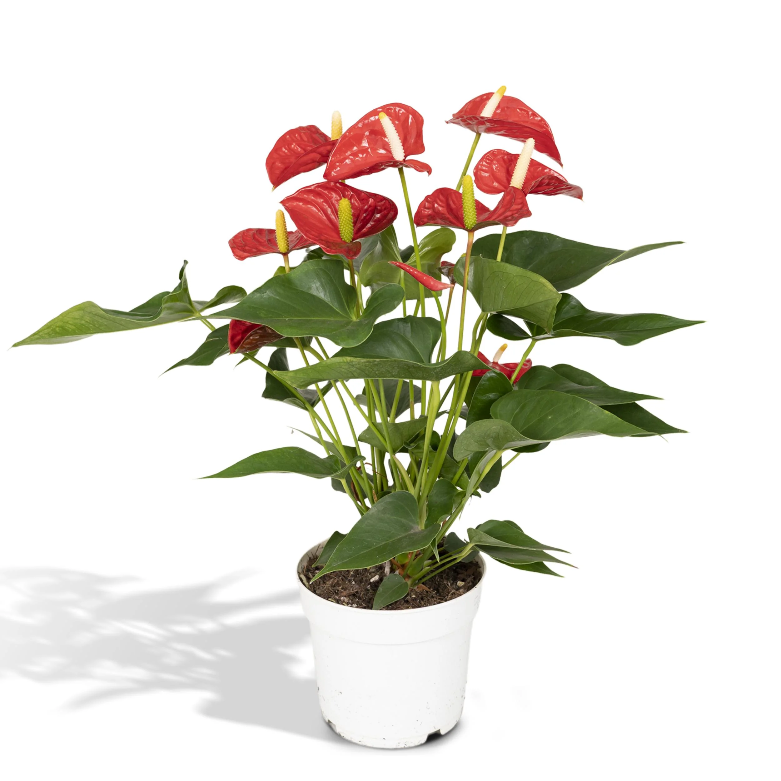 Anthurium Pflege