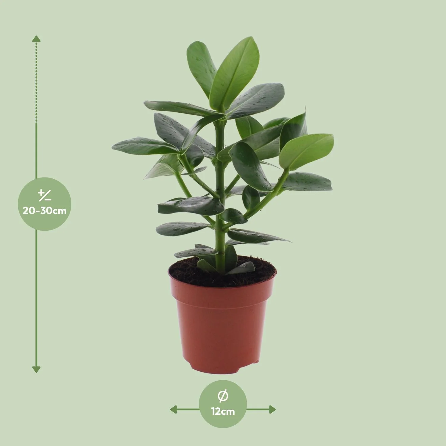 Clusia Rosea Princess Detailansicht