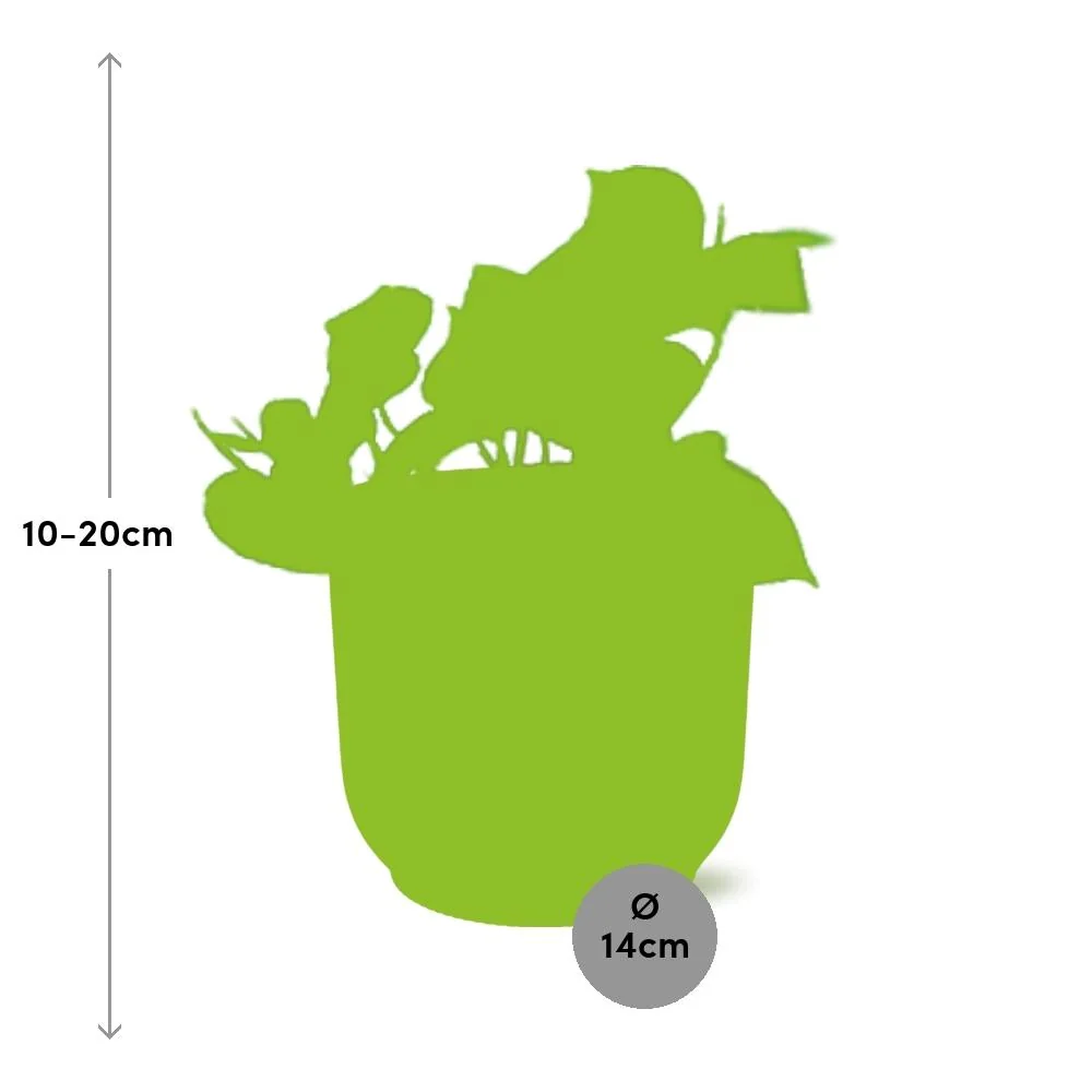 Detailansicht der Epipremnum Aureum
