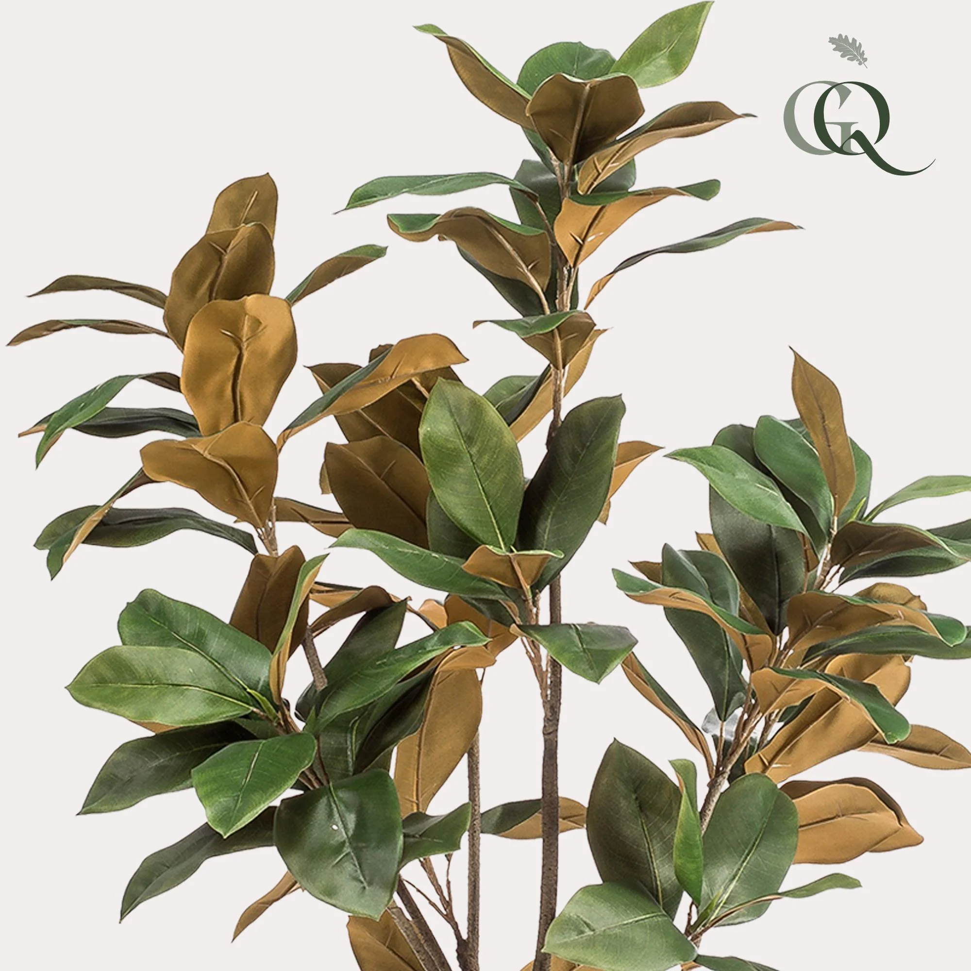 Detailansicht Magnolia Grandiflora