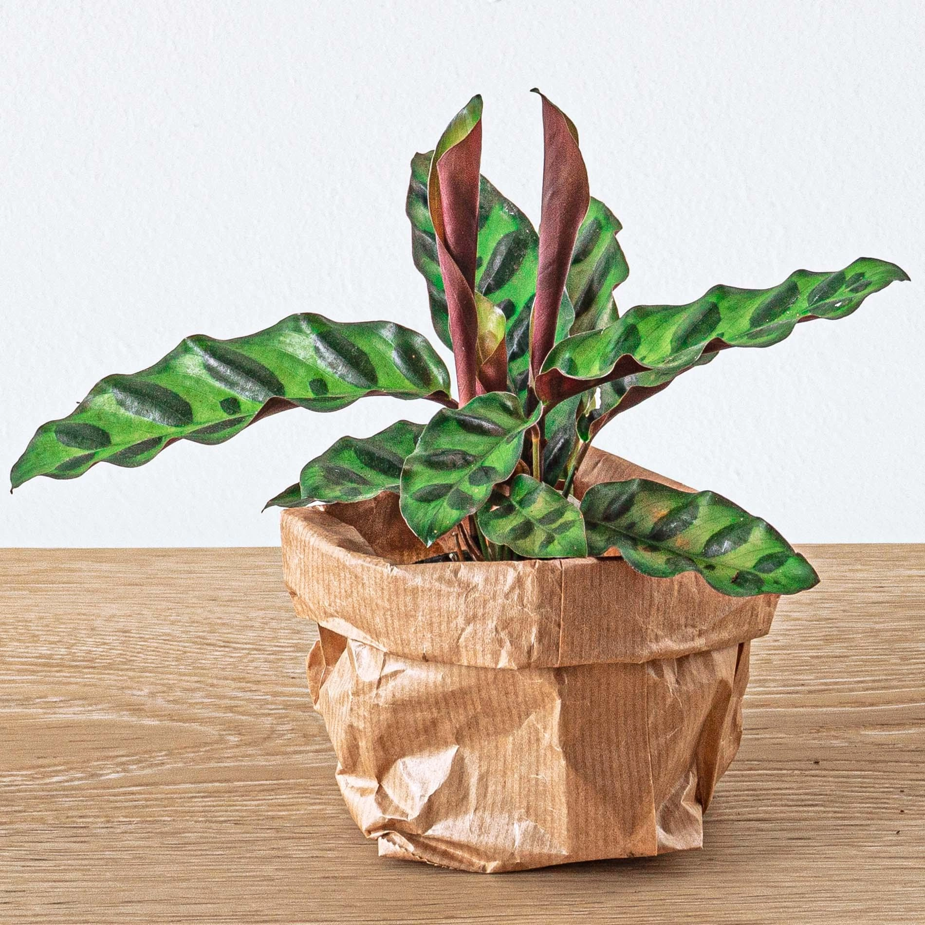 Detailansicht der Calathea Lancifolia
