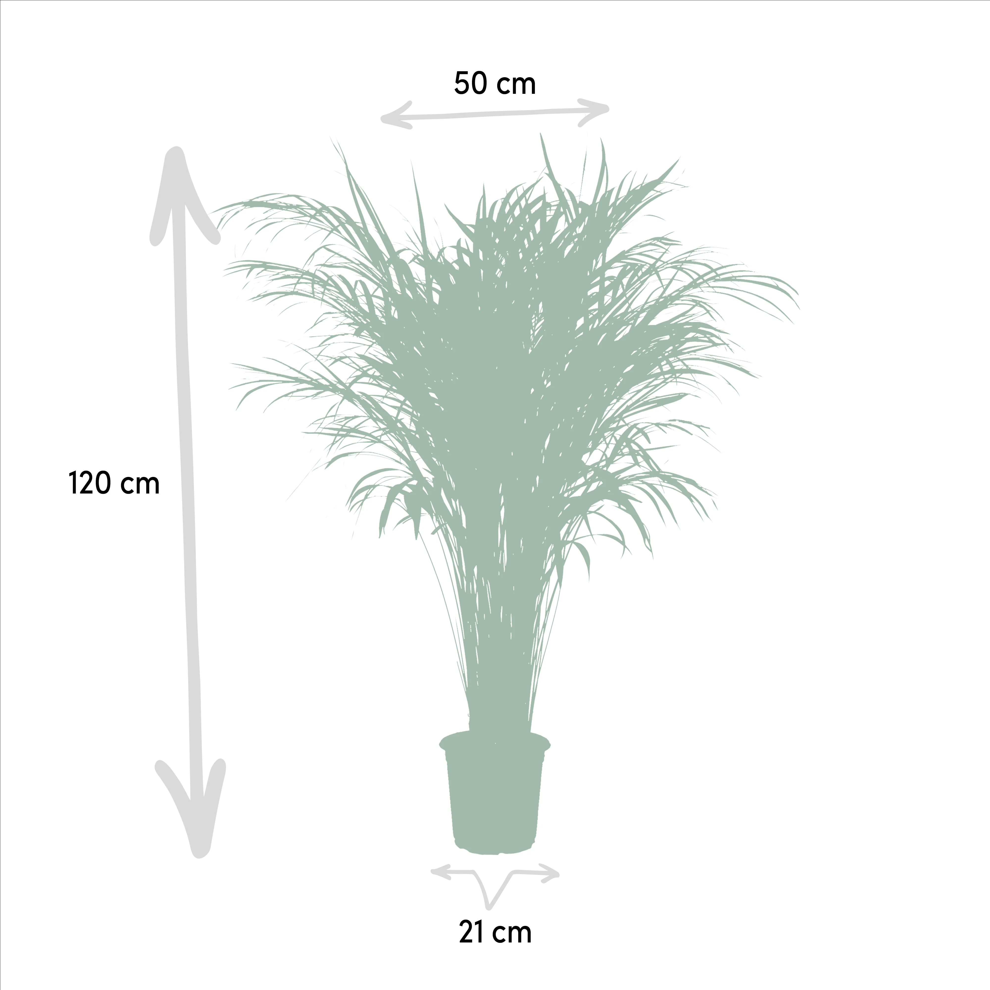 Areca-Palme – Zimmerpflanze