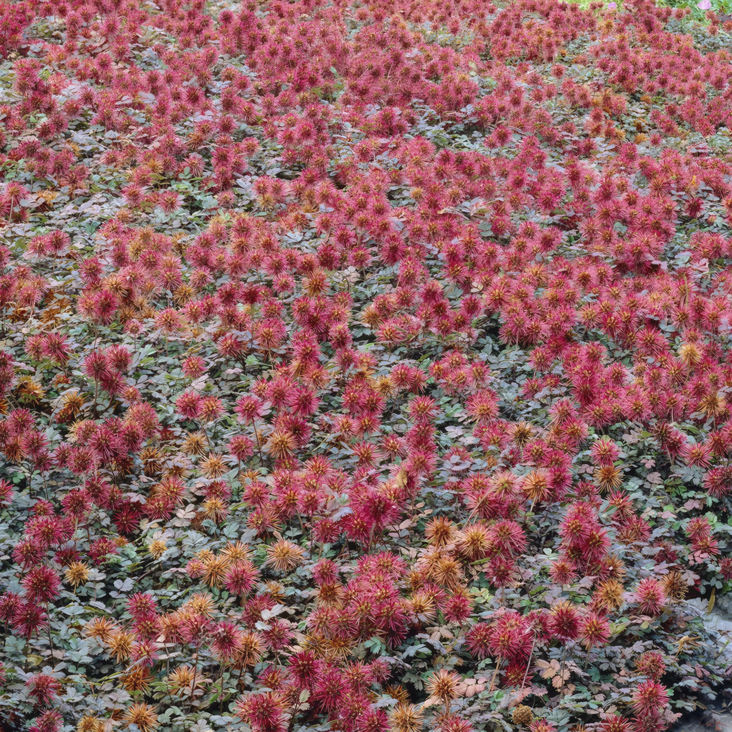 Acaena microphylla 'Kupferteppich' Hauptansicht