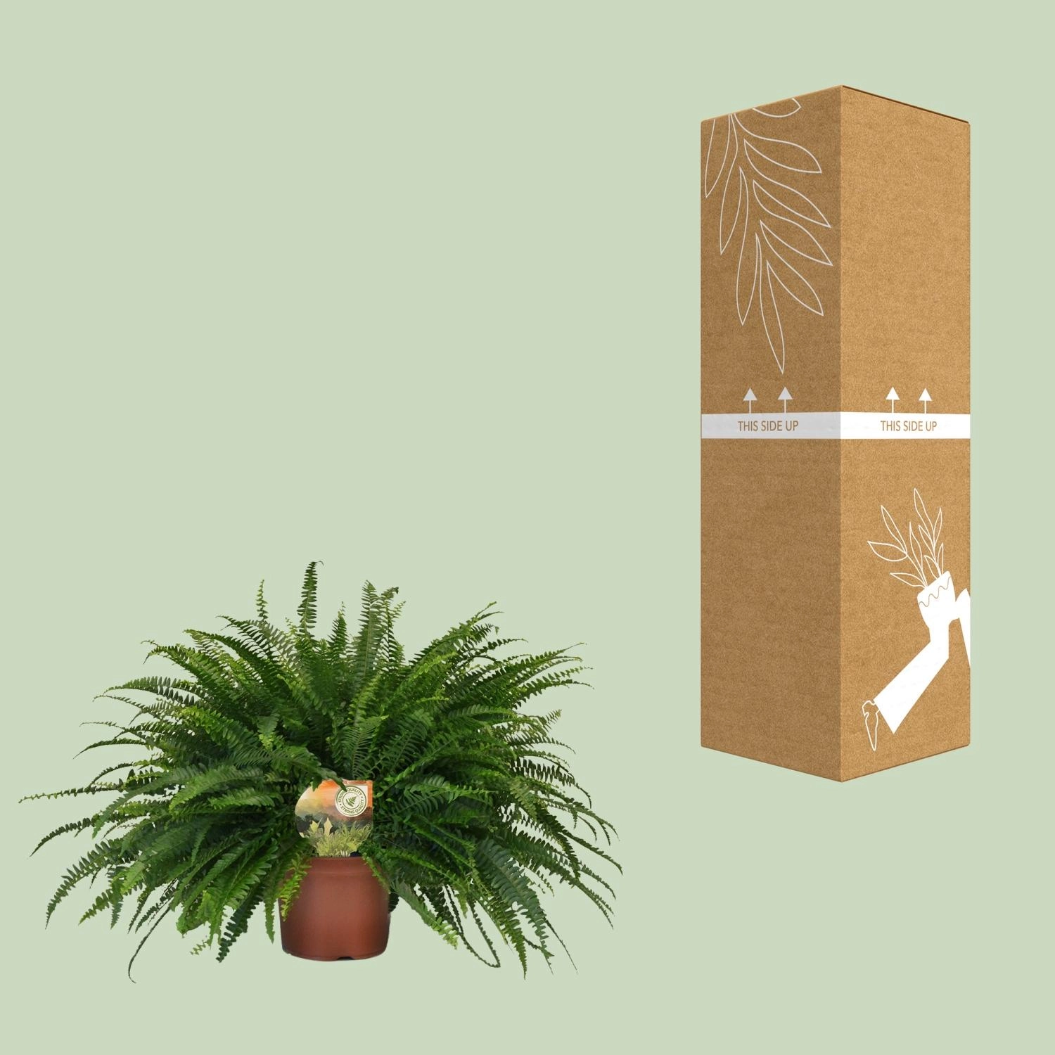 Detail des Bostonfarns mit seinen Wedeln