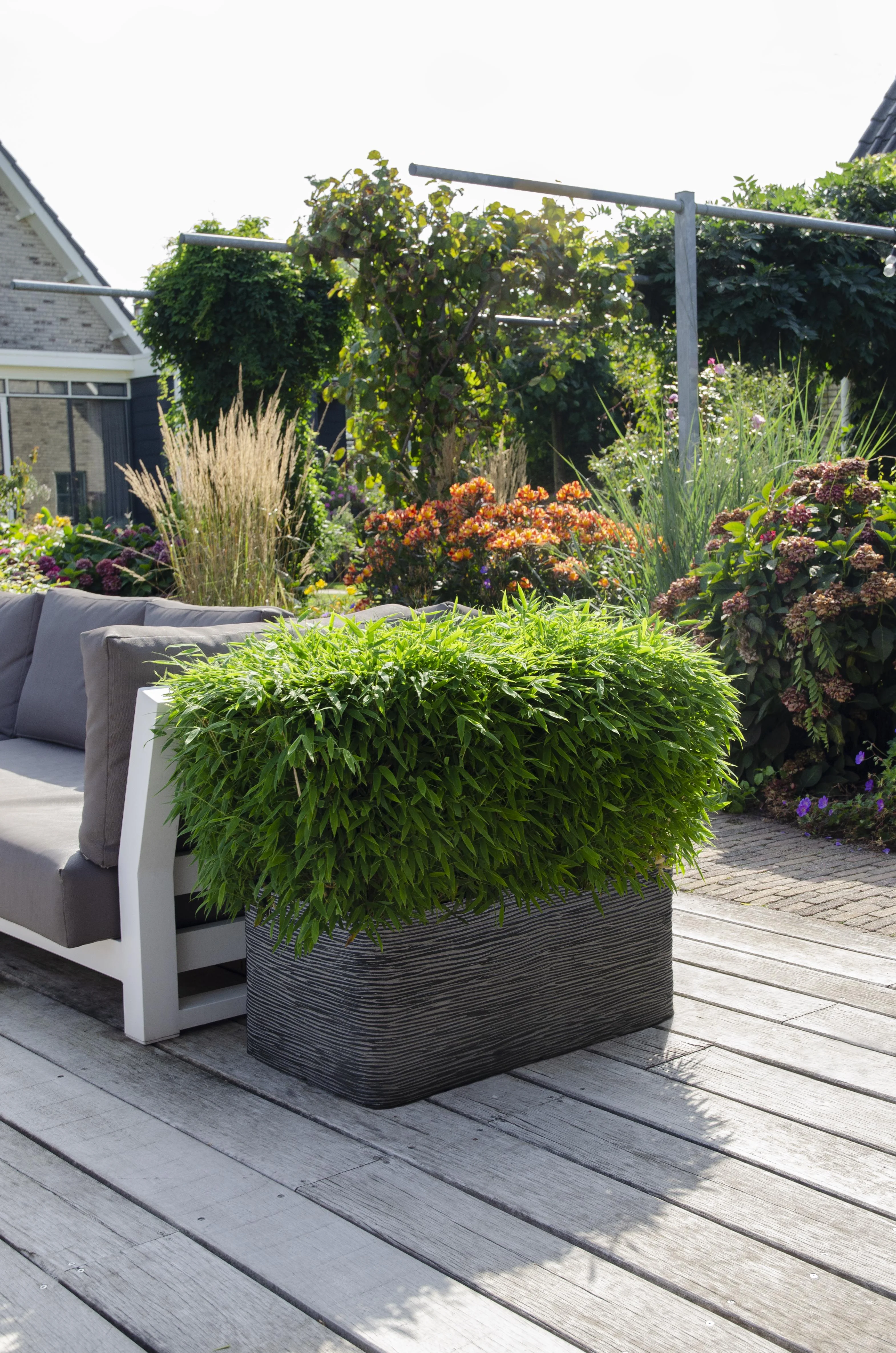 Fargesia 'MoonTears' Boobux im Garten