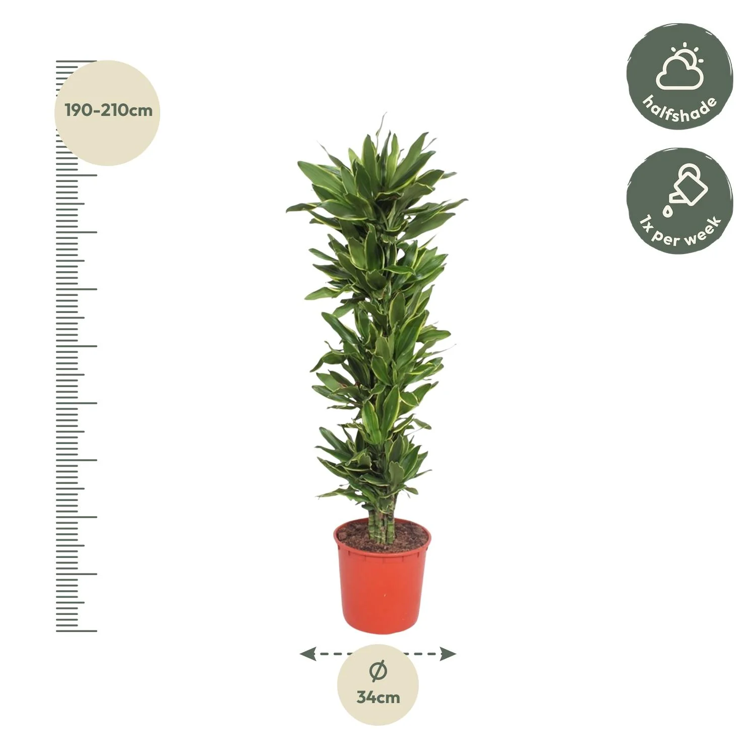 Dracaena Golden Coast – ornamentale Pflanze
