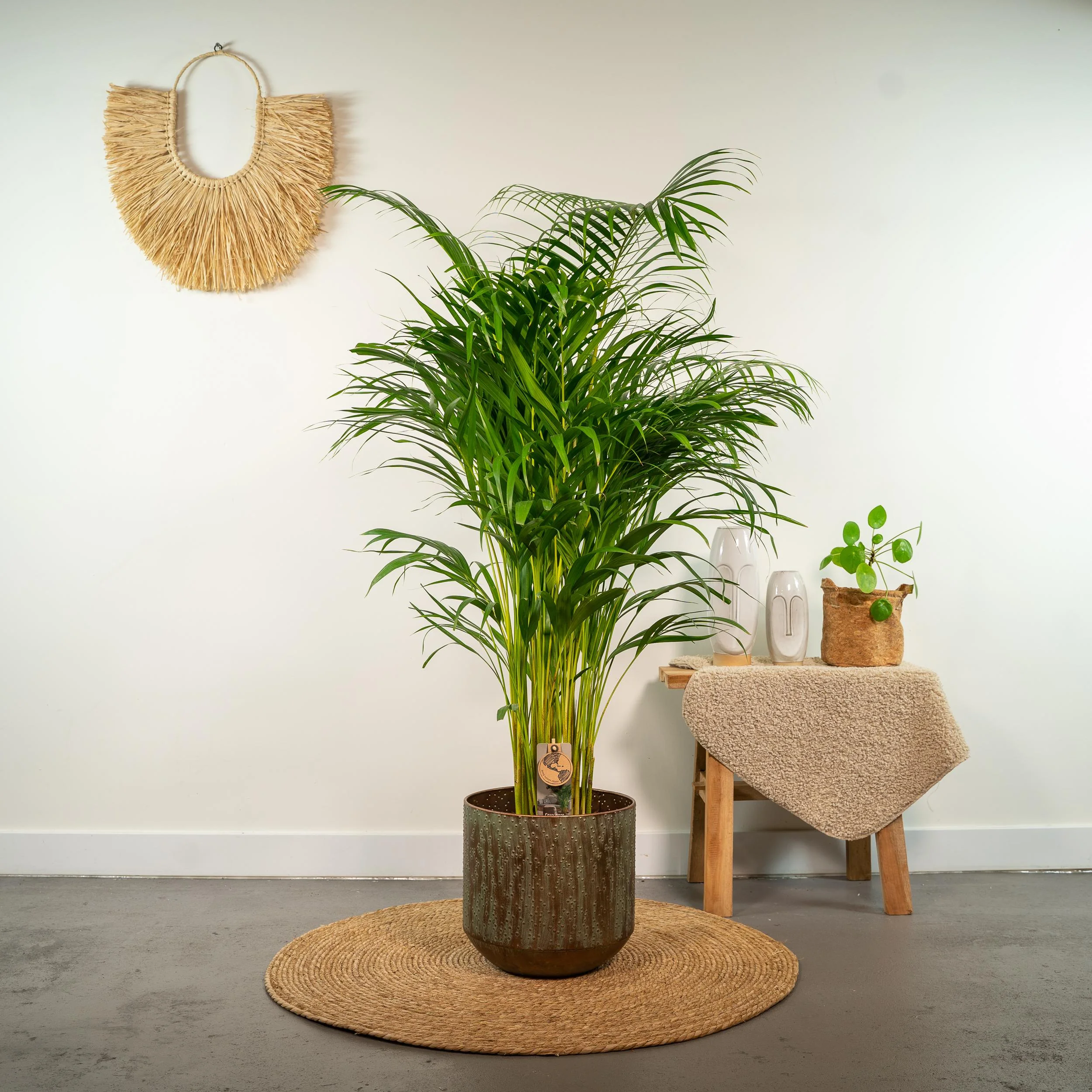 Areca-Palme im Raum