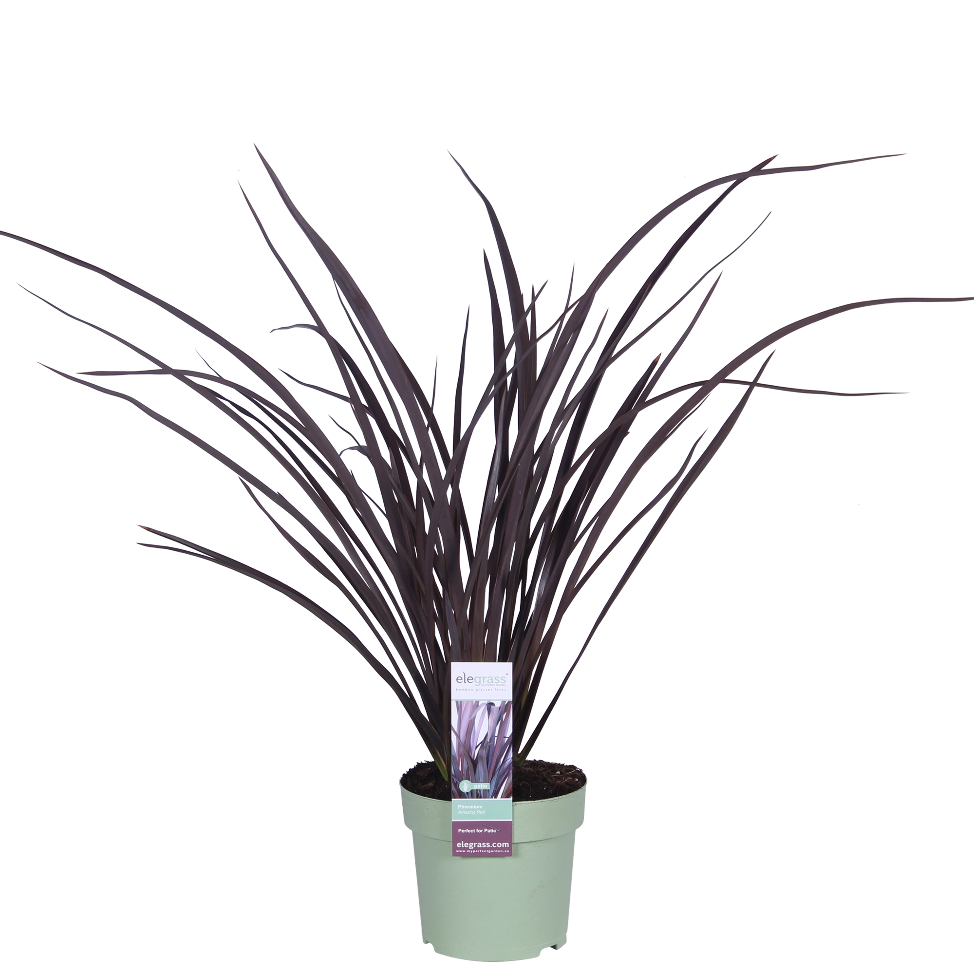 Detailaufnahme der Klumpenpflanze