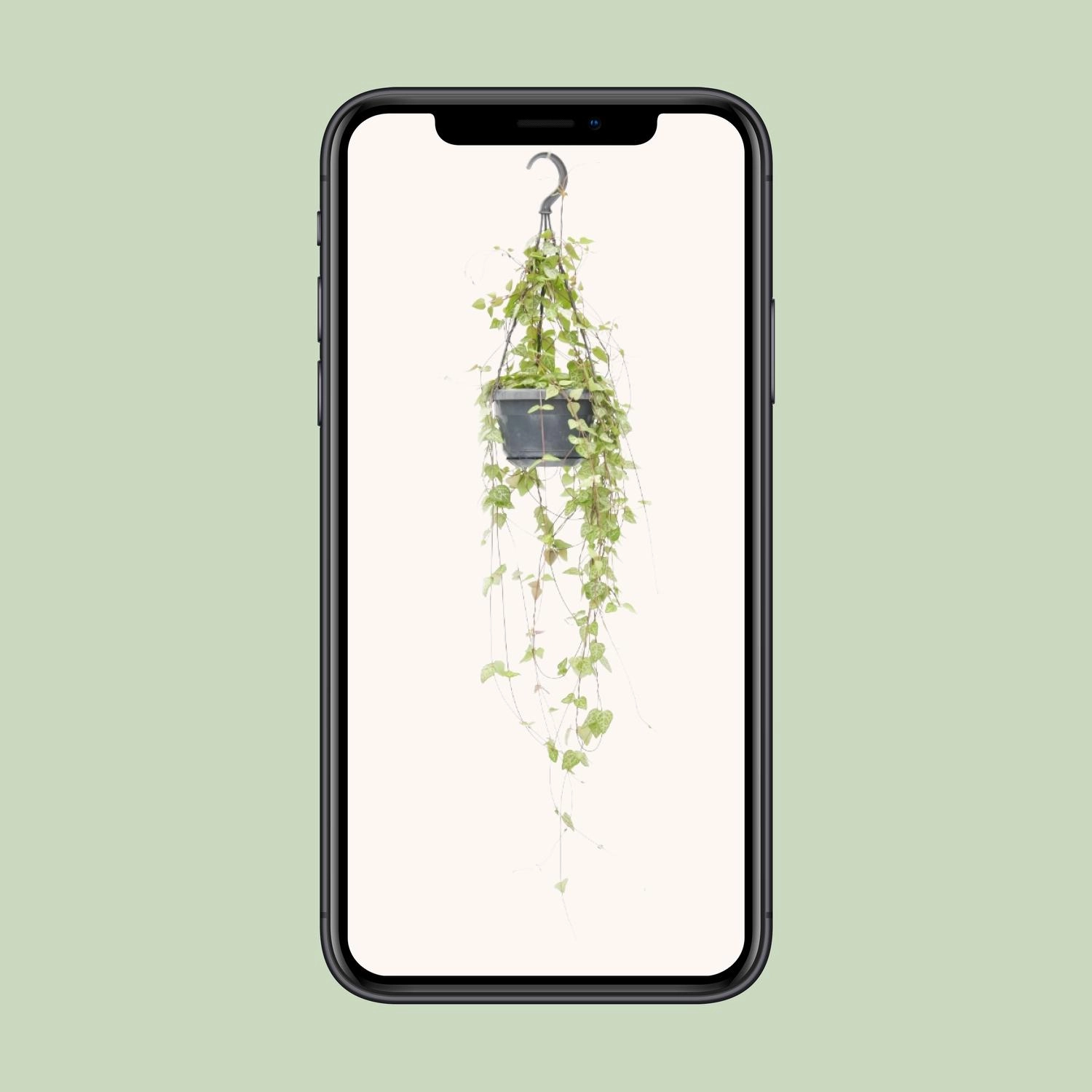 Ceropegia in einer schönen Präsentation